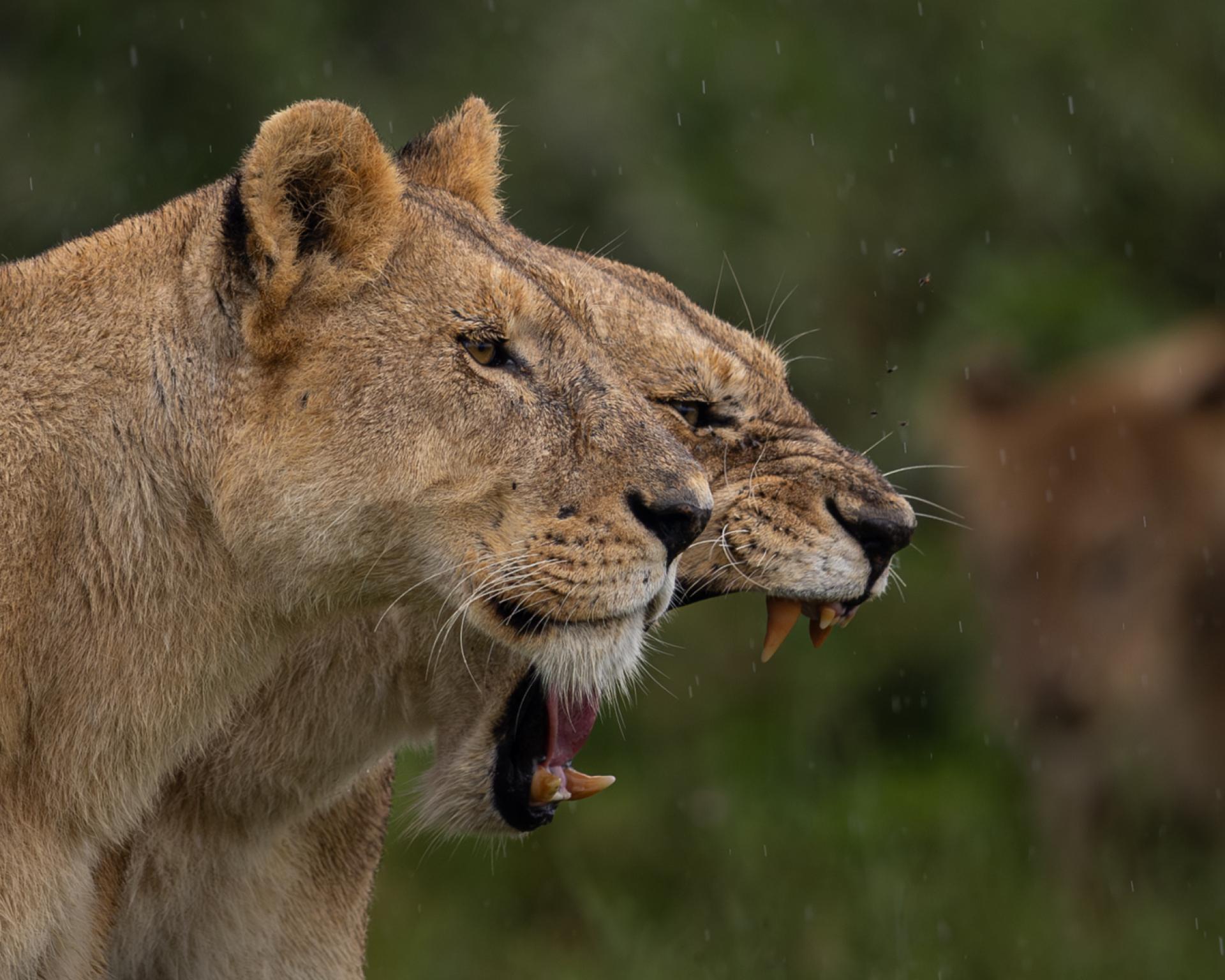 London Photography Awards Winner - My two faces