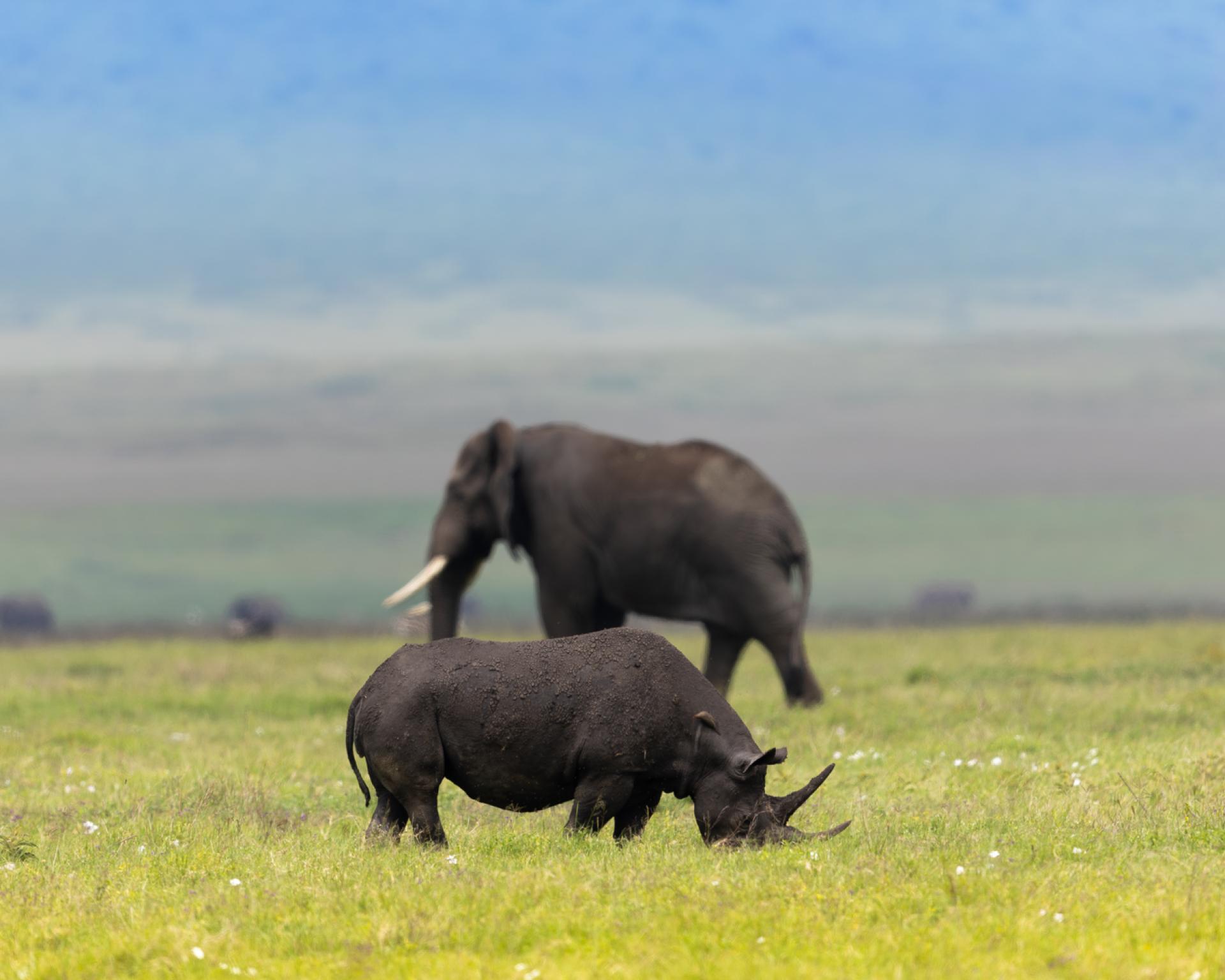 London Photography Awards Winner - Two Giants
