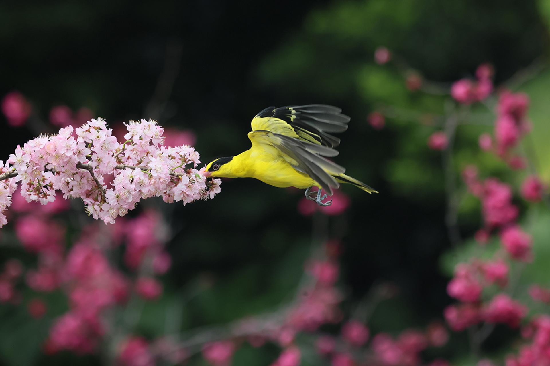 London Photography Awards Winner - Forage