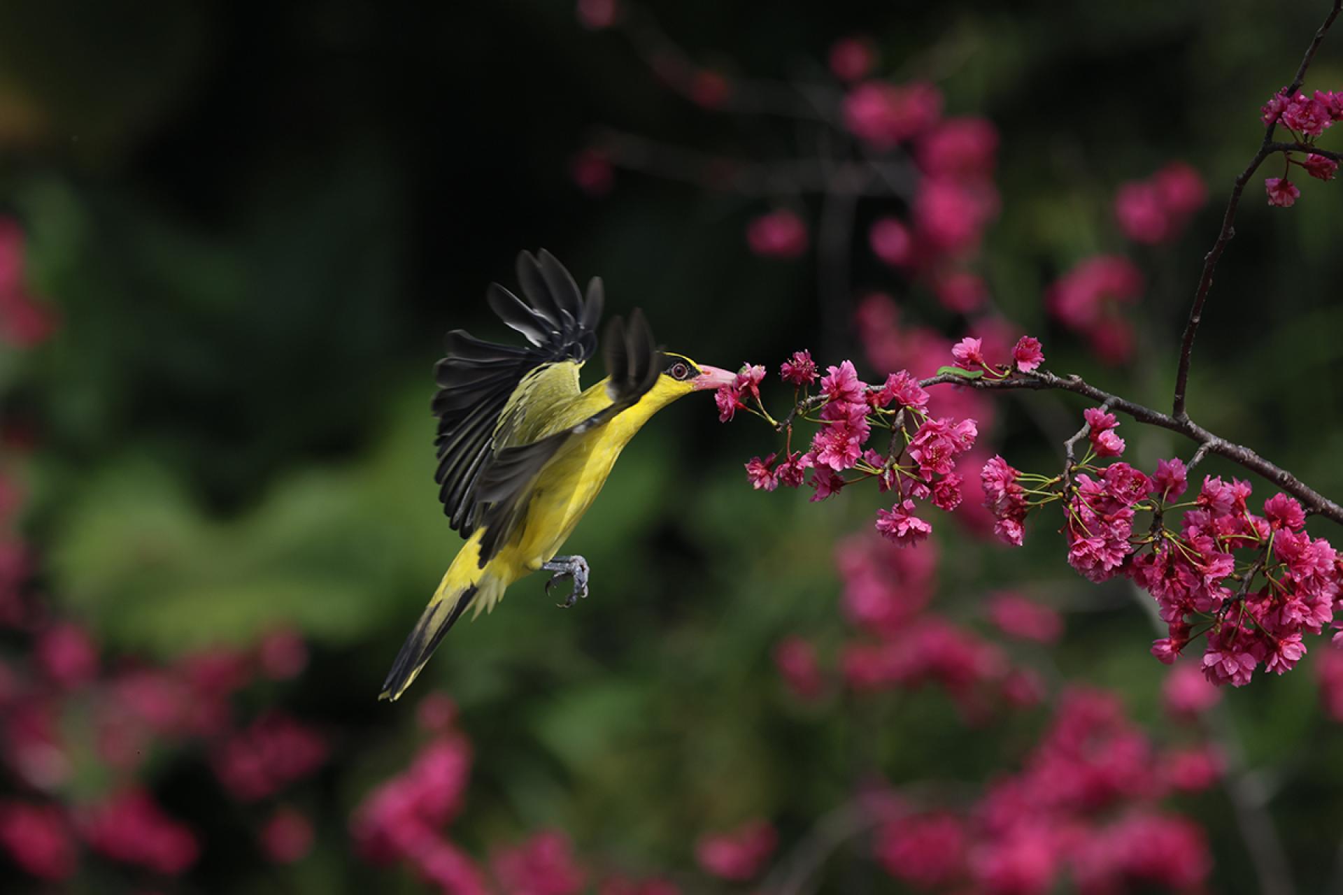 London Photography Awards Winner - Forage