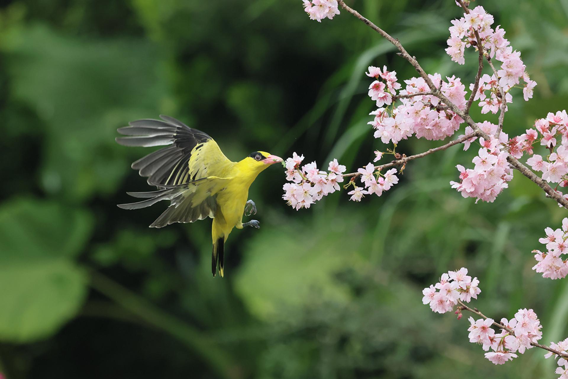 London Photography Awards Winner - Forage