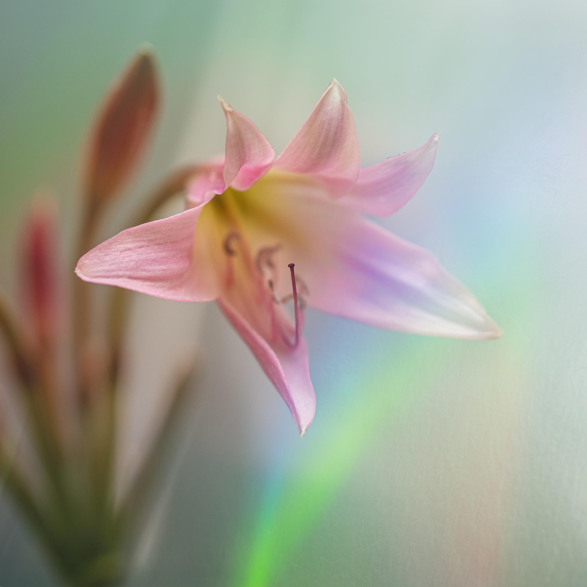 London Photography Awards Winner - Bella Donna Lily