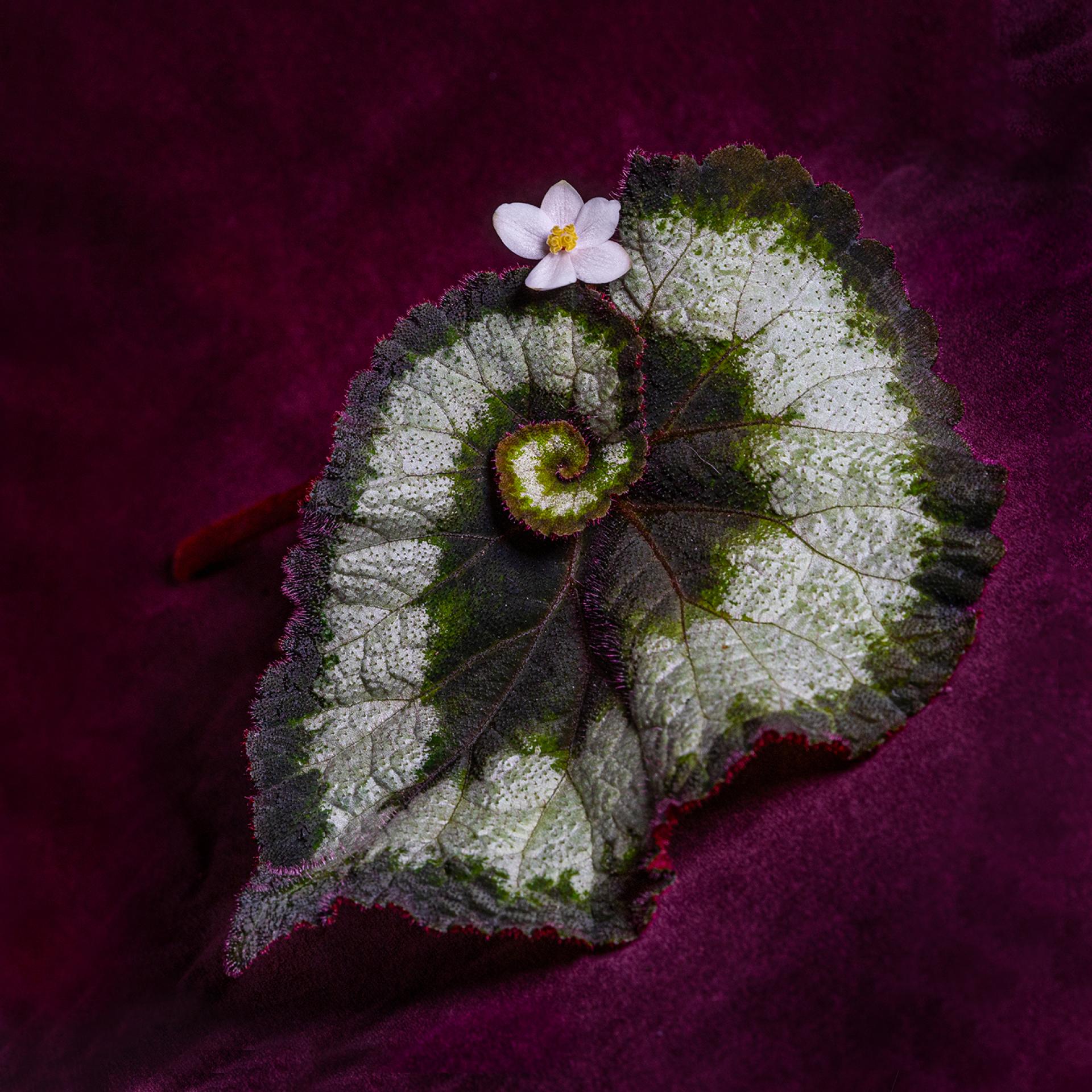 London Photography Awards Winner - Escargot Rex Begonia