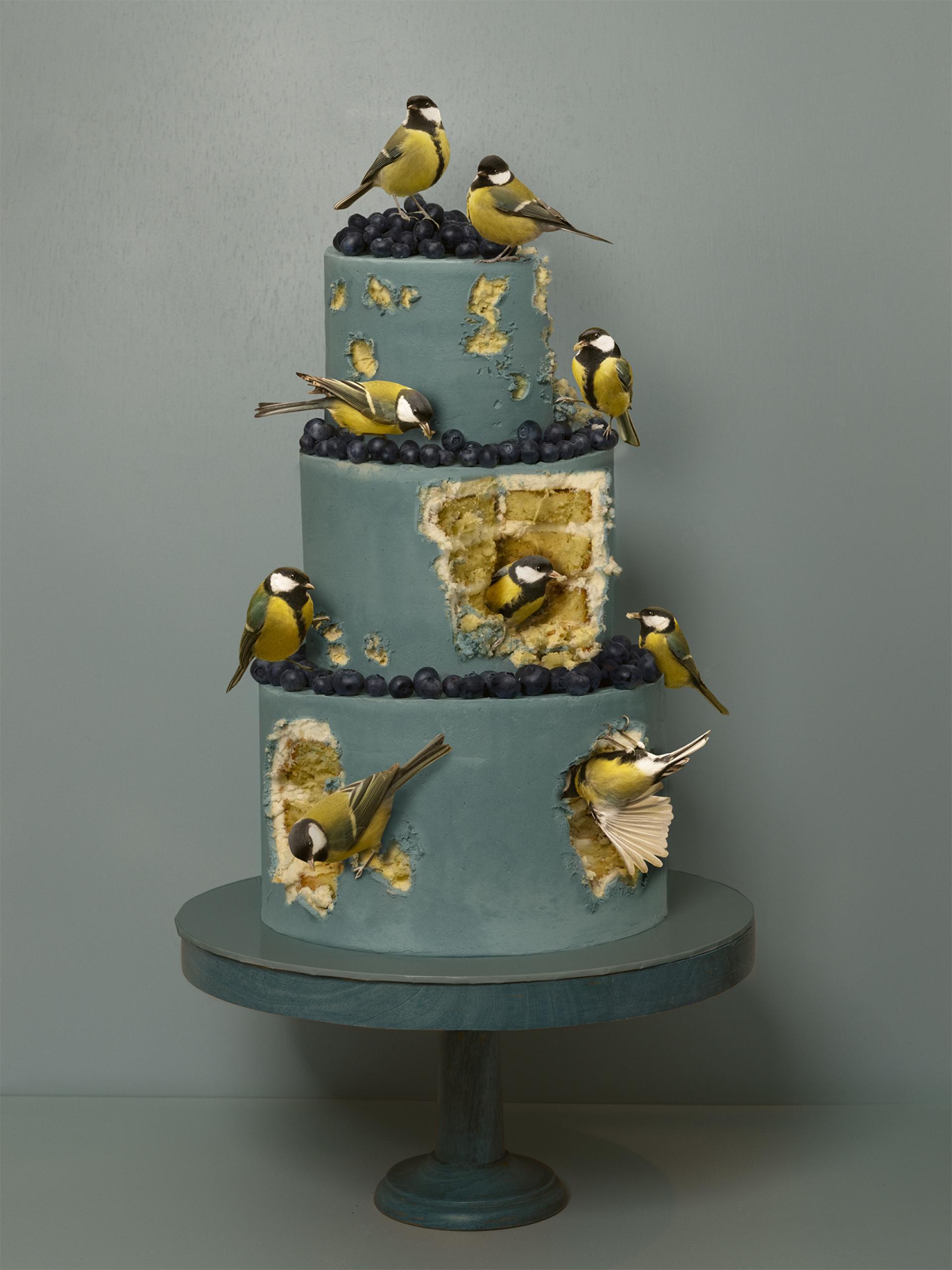 London Photography Awards Winner - Bird Day