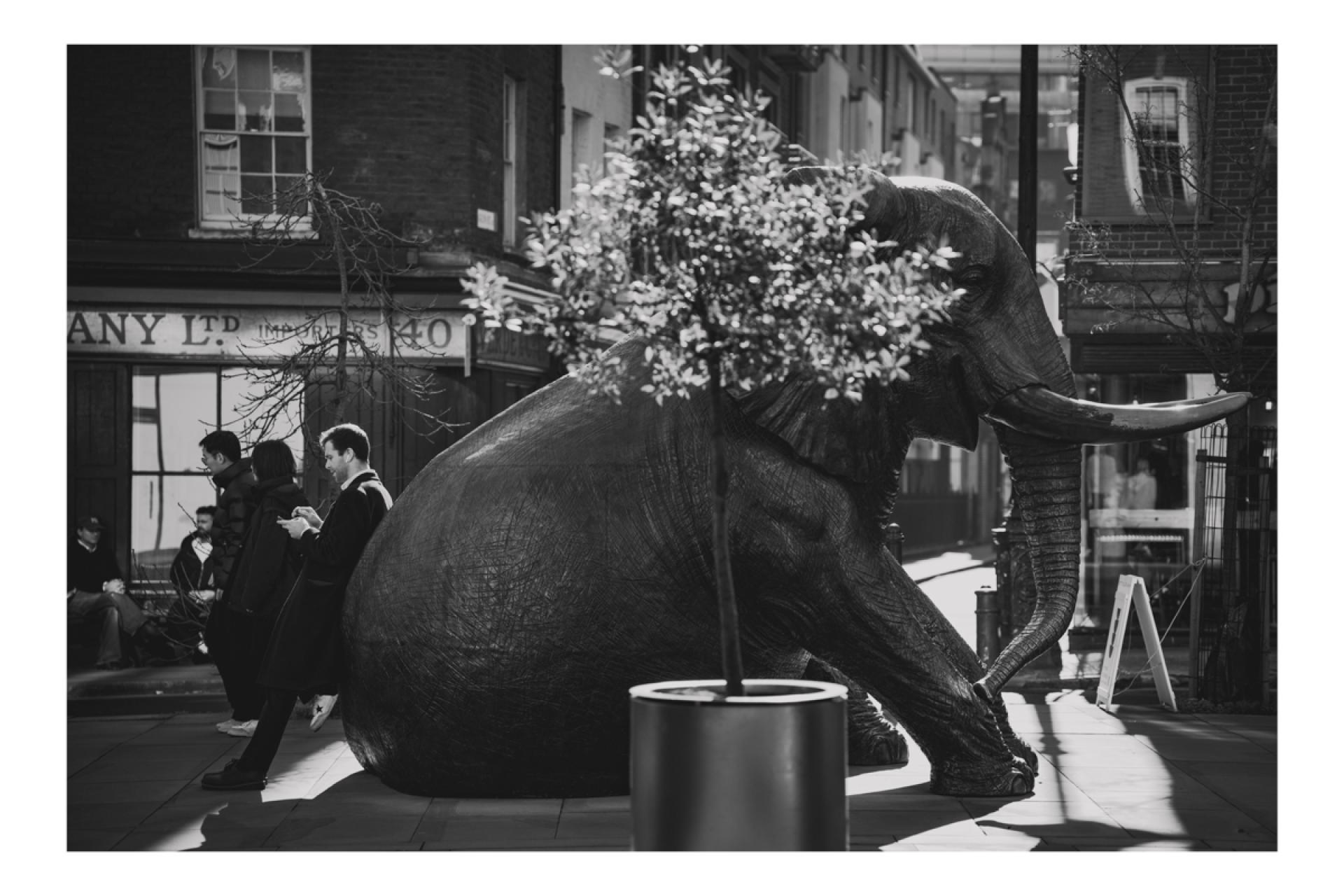 London Photography Awards Winner - London Callin