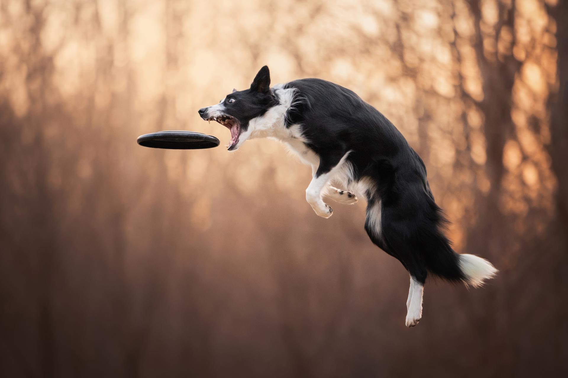 London Photography Awards Winner - Crafty Catch