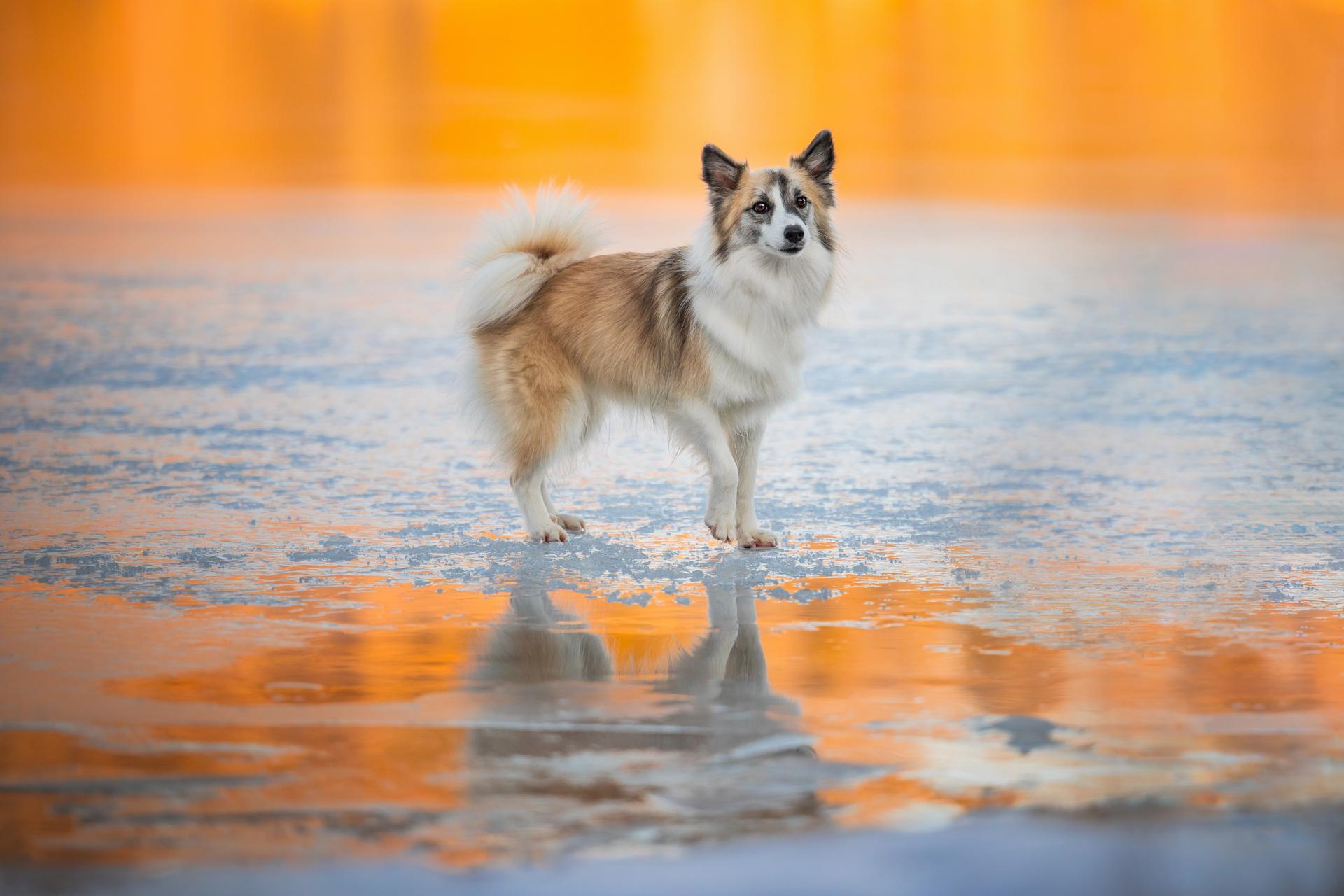 London Photography Awards Winner - Fiery Frost