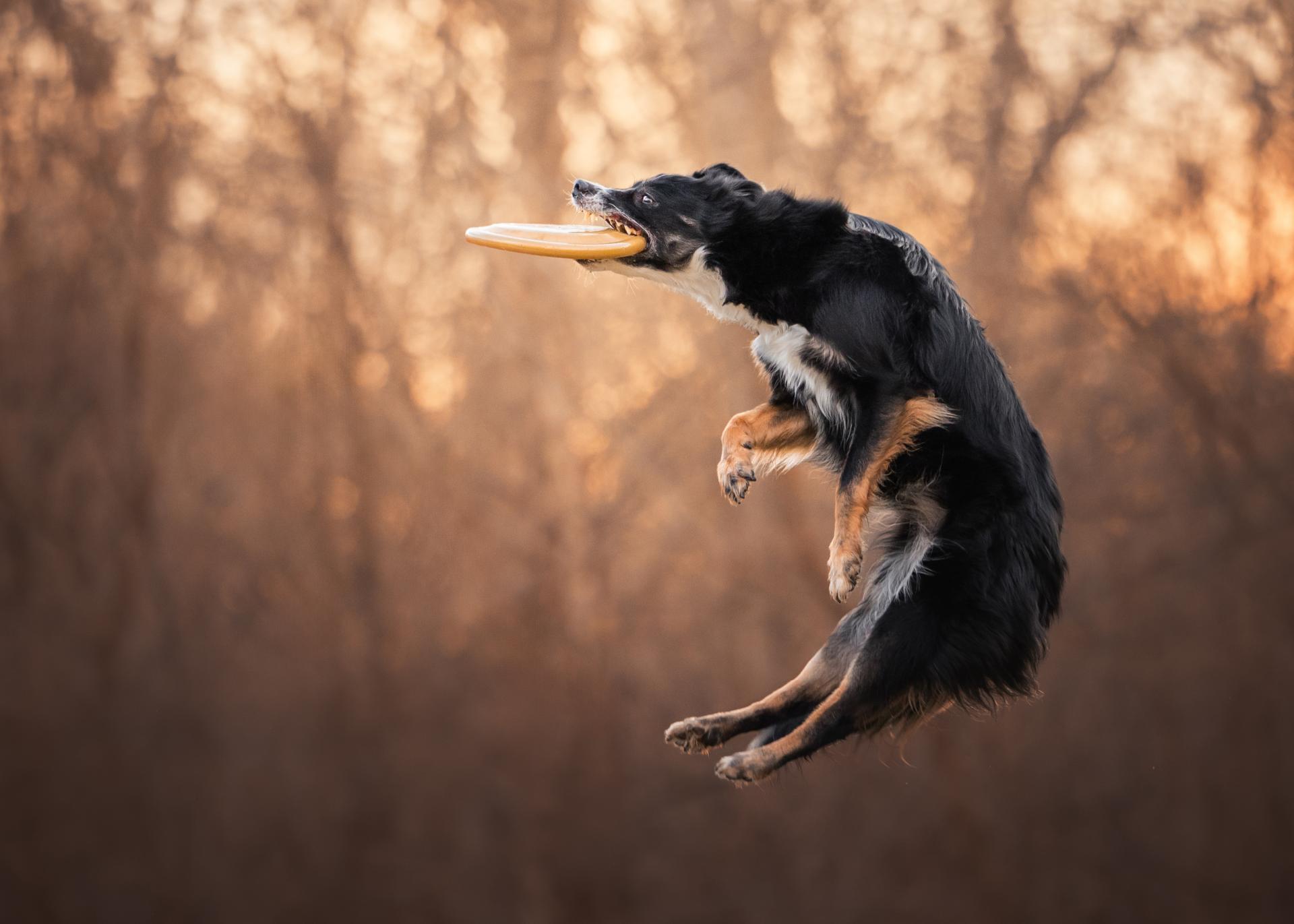 London Photography Awards Winner - Skybound Pursuit