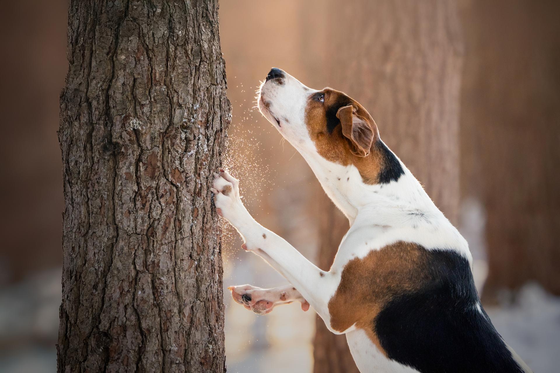 London Photography Awards Winner - Tracing the Scent