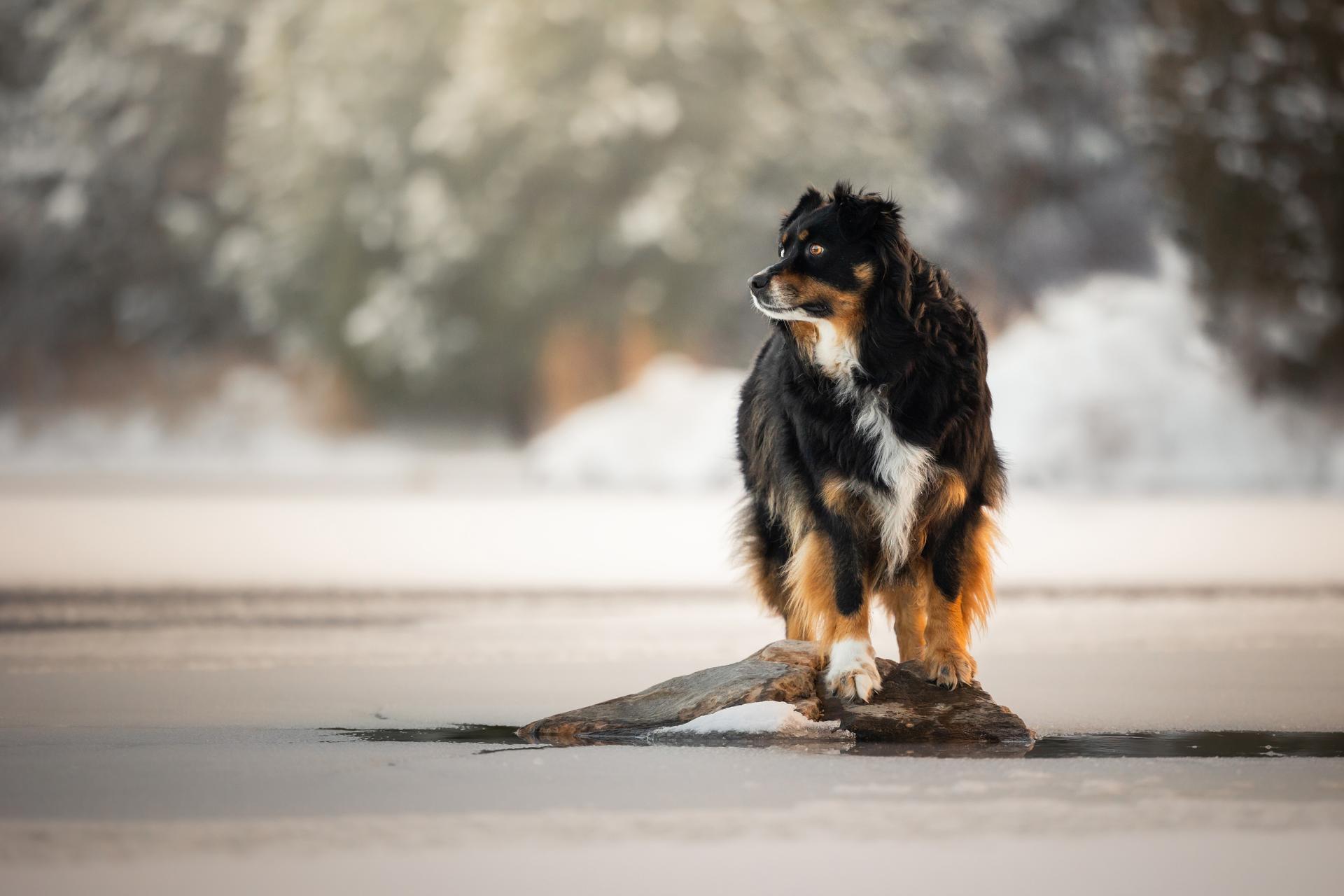 London Photography Awards Winner - Winter's Watch