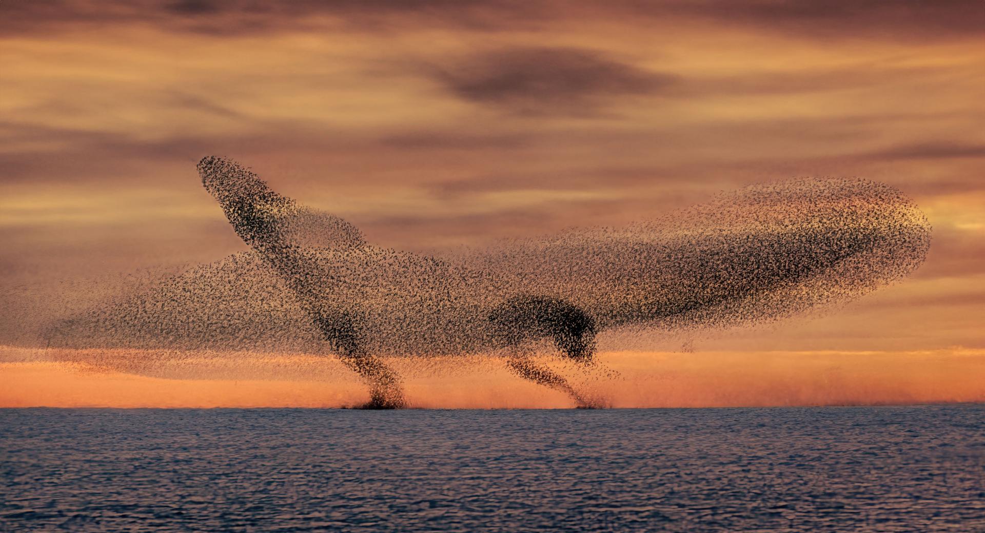 London Photography Awards Winner - Murmurations of Starlings
