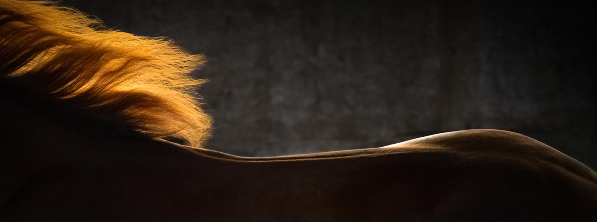 London Photography Awards Winner - Swift Elegance