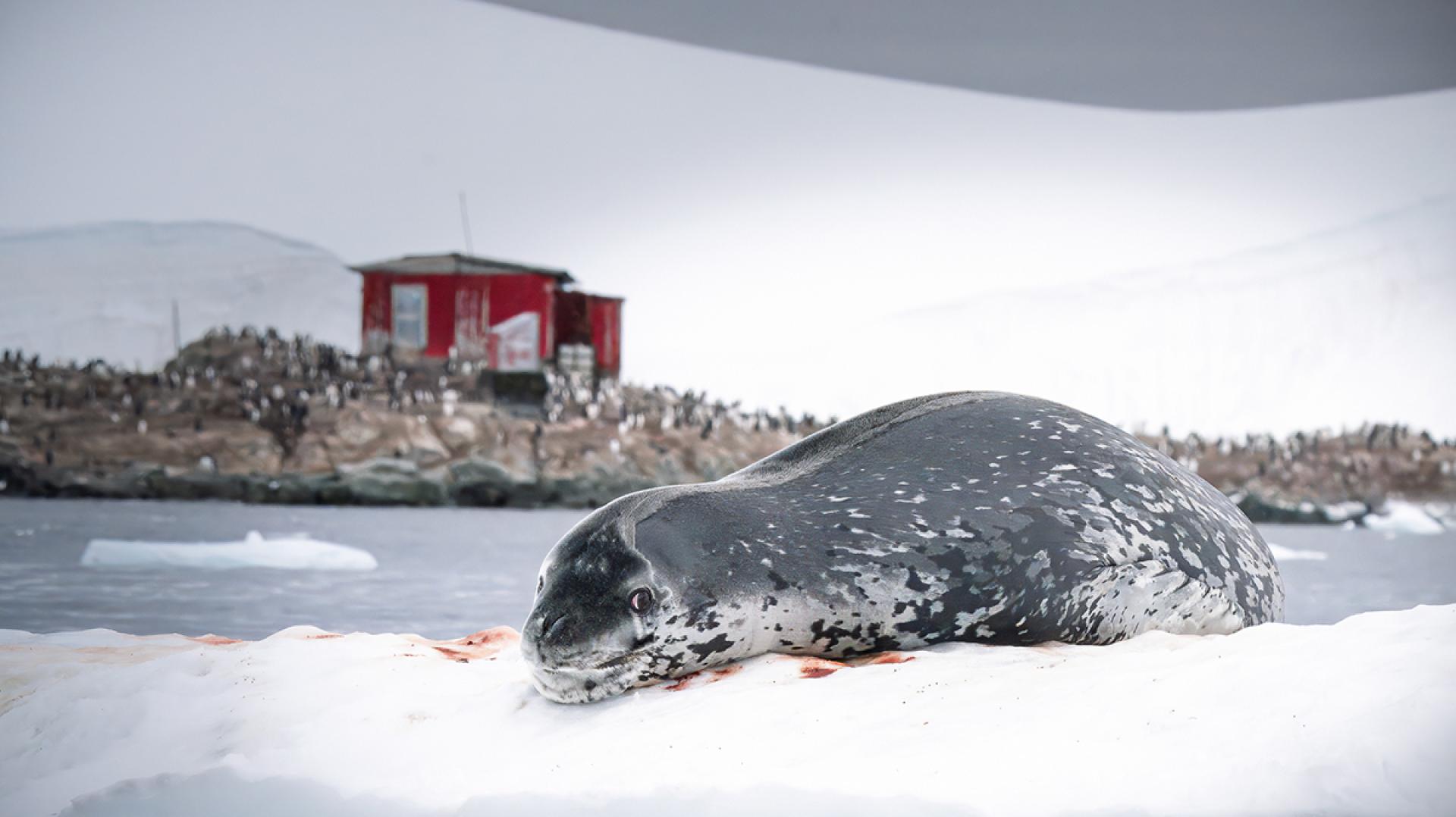 London Photography Awards Winner - Predator's Pause