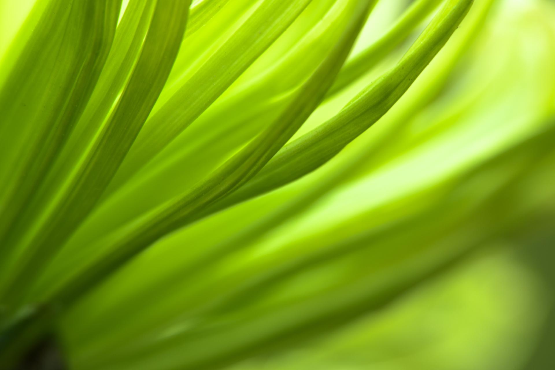 London Photography Awards Winner - Spring Green 1