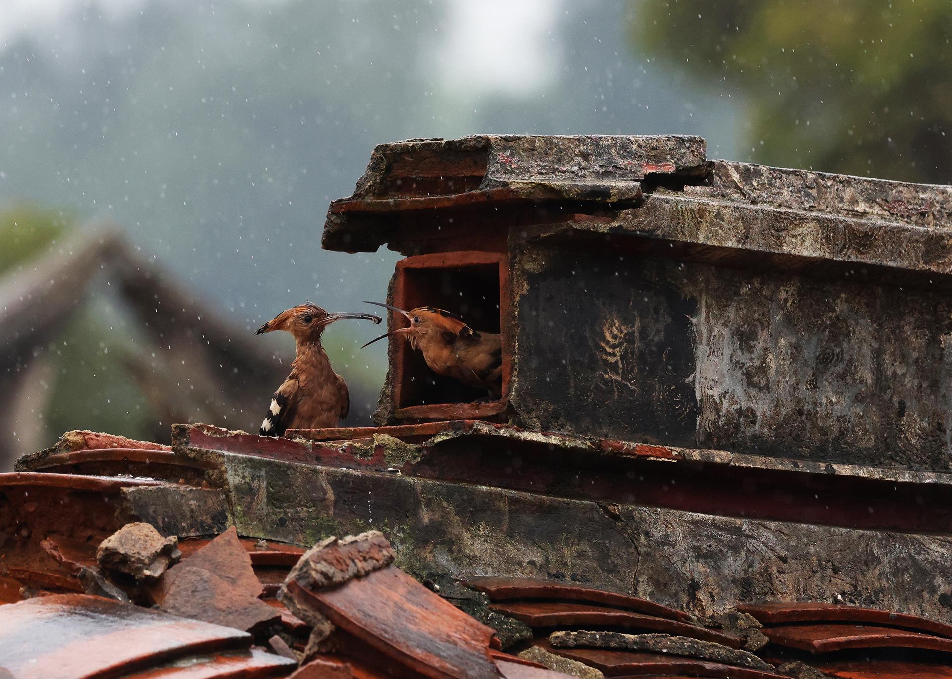 London Photography Awards Winner - Hoopoe Parenting