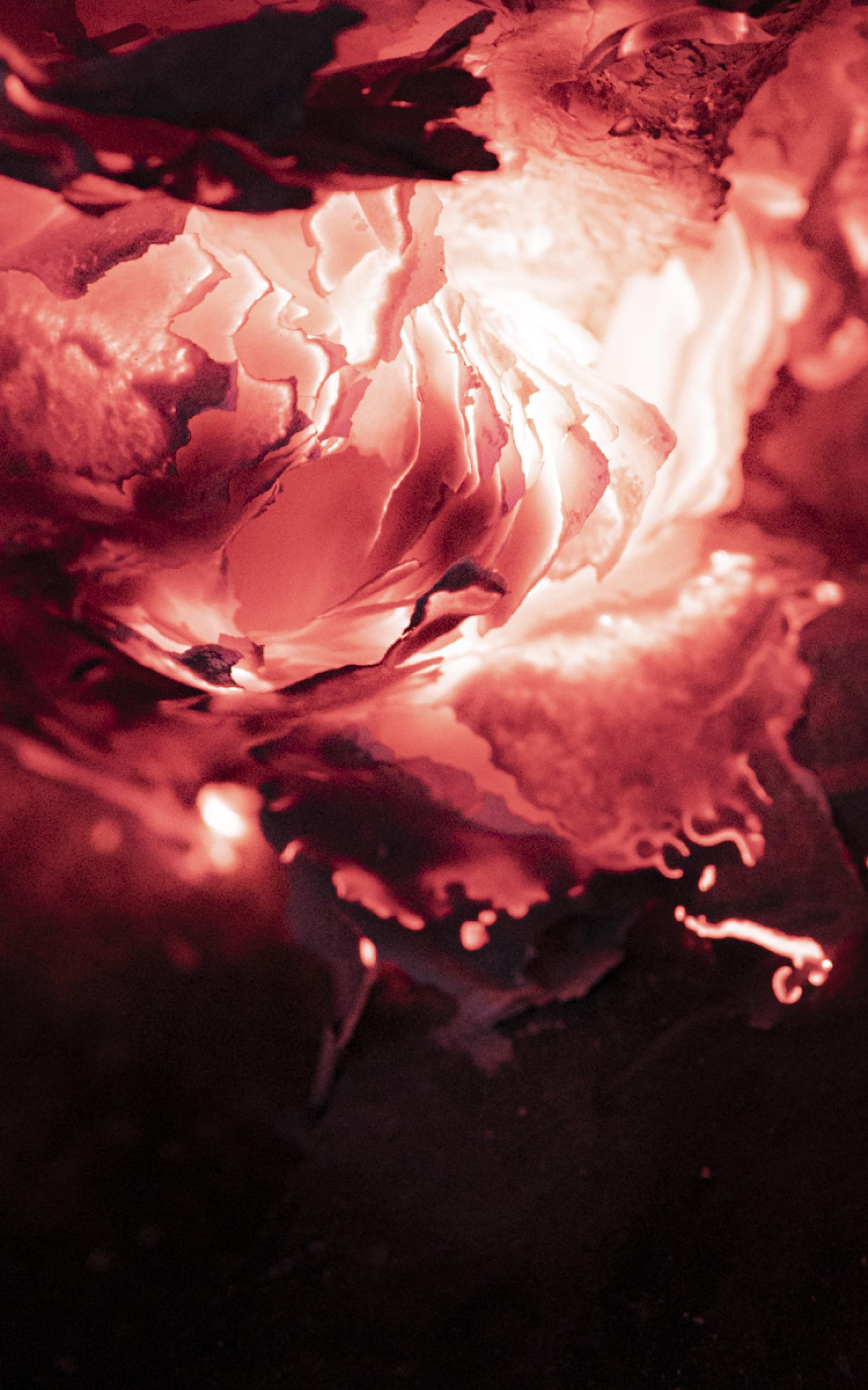 London Photography Awards Winner - The Fox in the Heart of the Fire