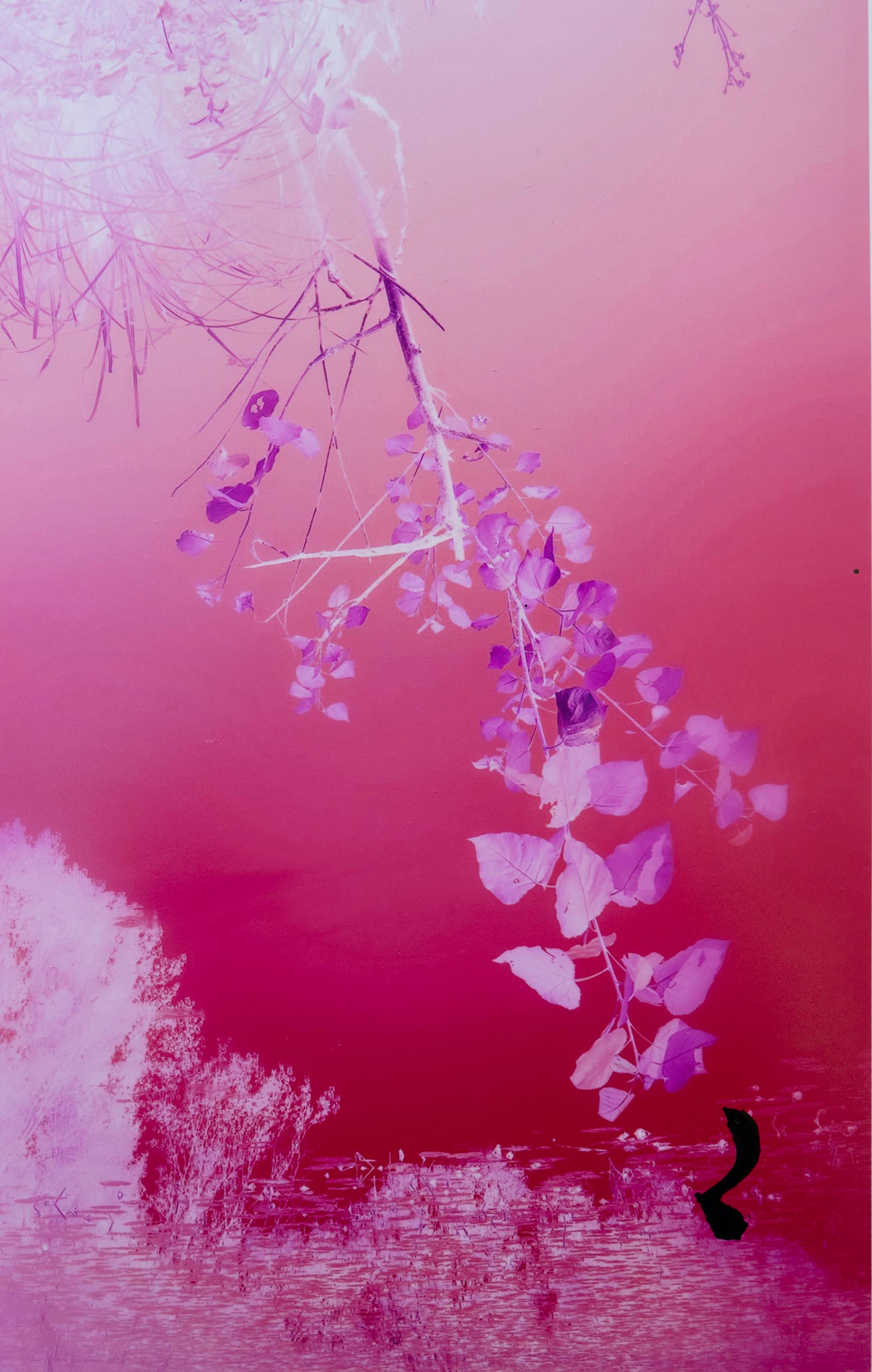 London Photography Awards Winner - The Roots of the Self/
