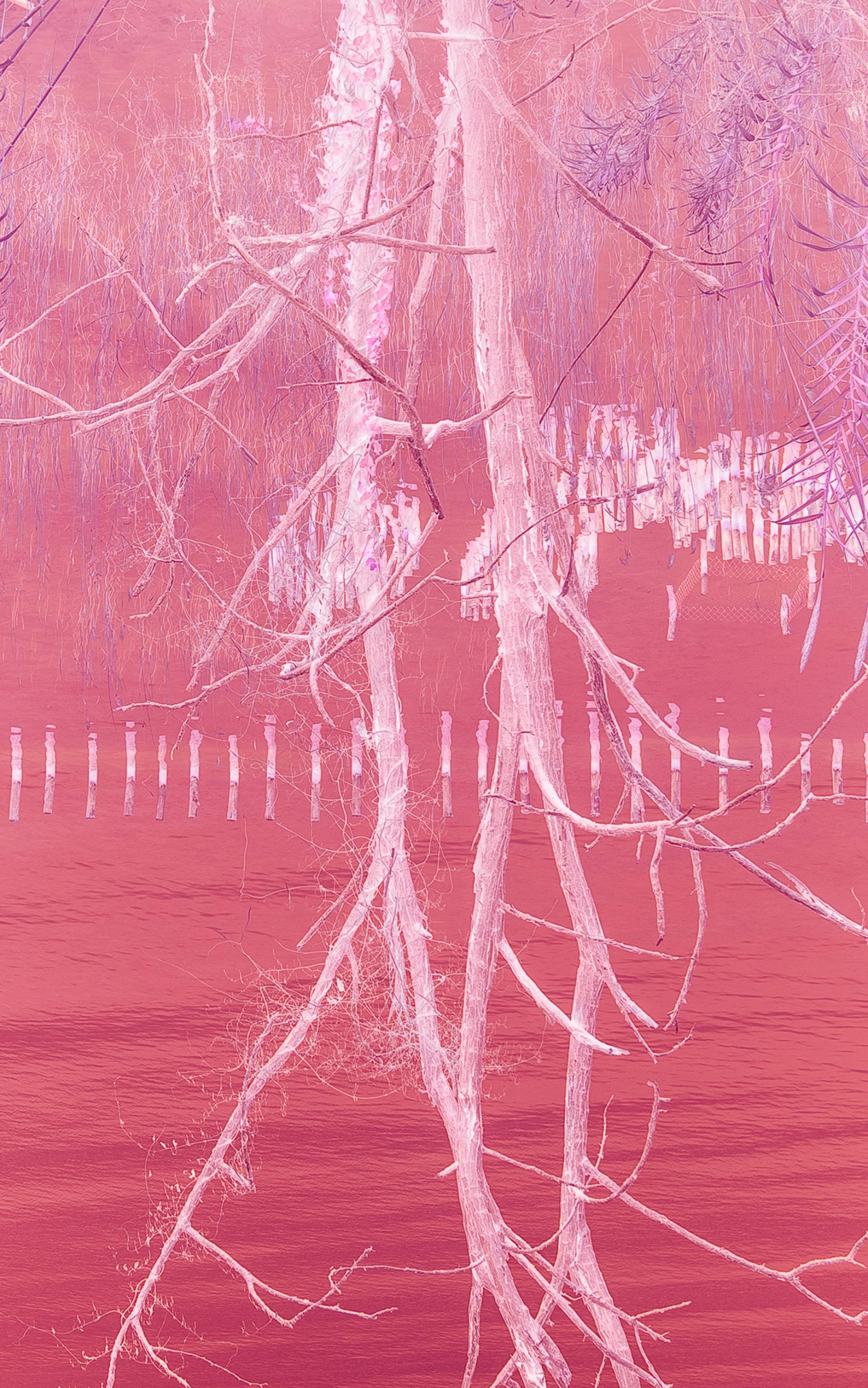 London Photography Awards Winner - The Roots of the Self/