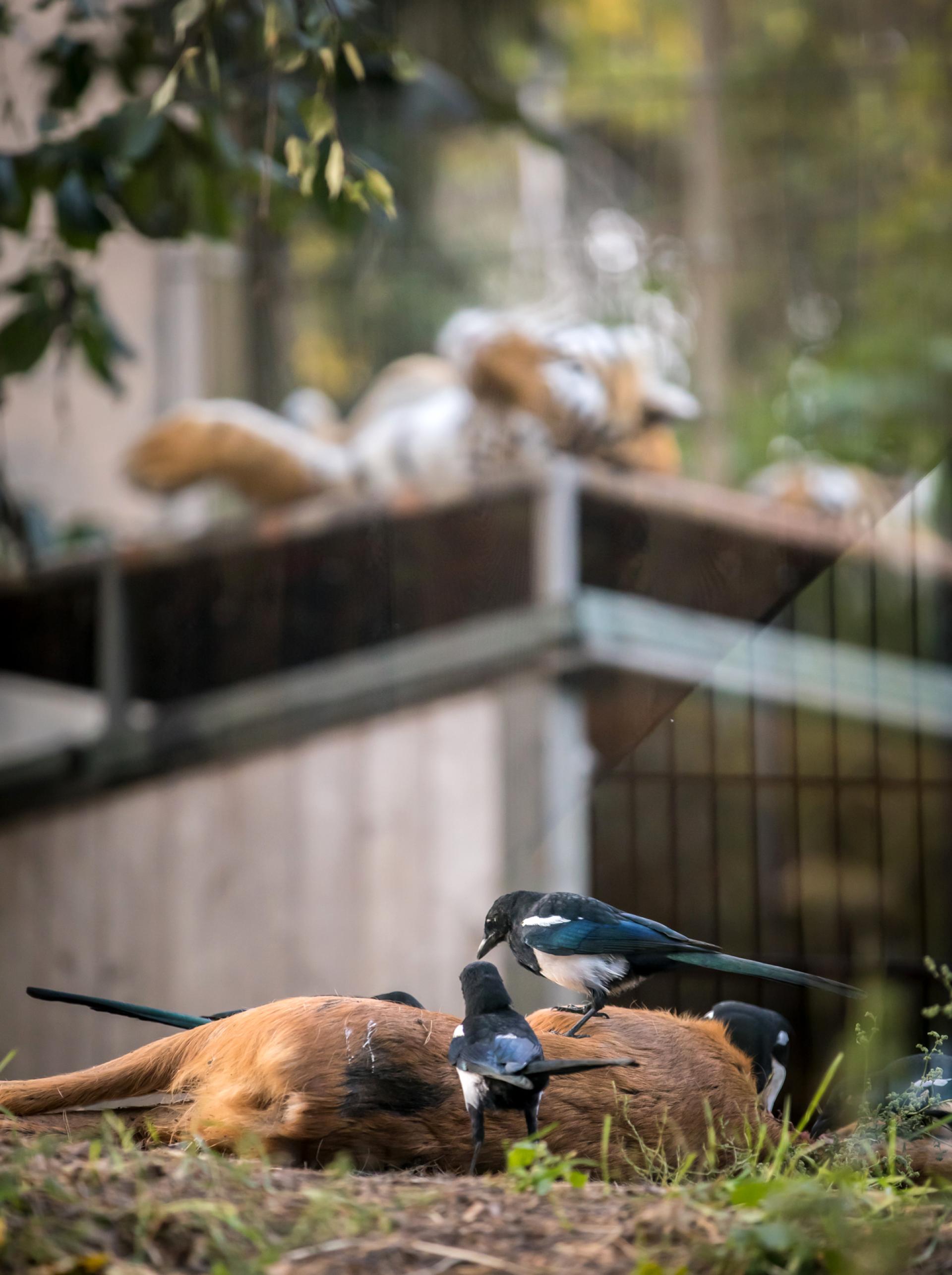 London Photography Awards Winner - Modern day predator