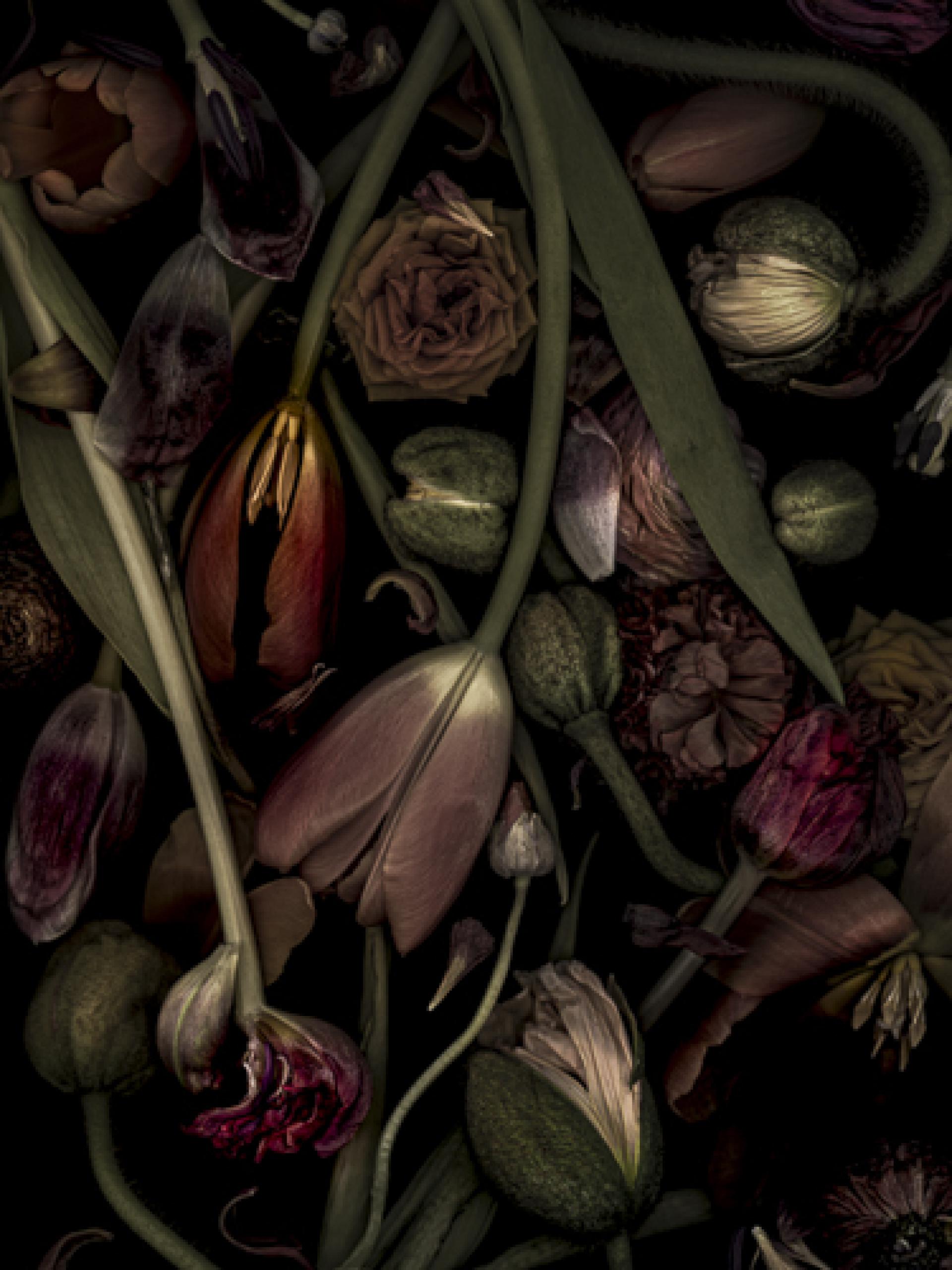 London Photography Awards Winner - Botanica