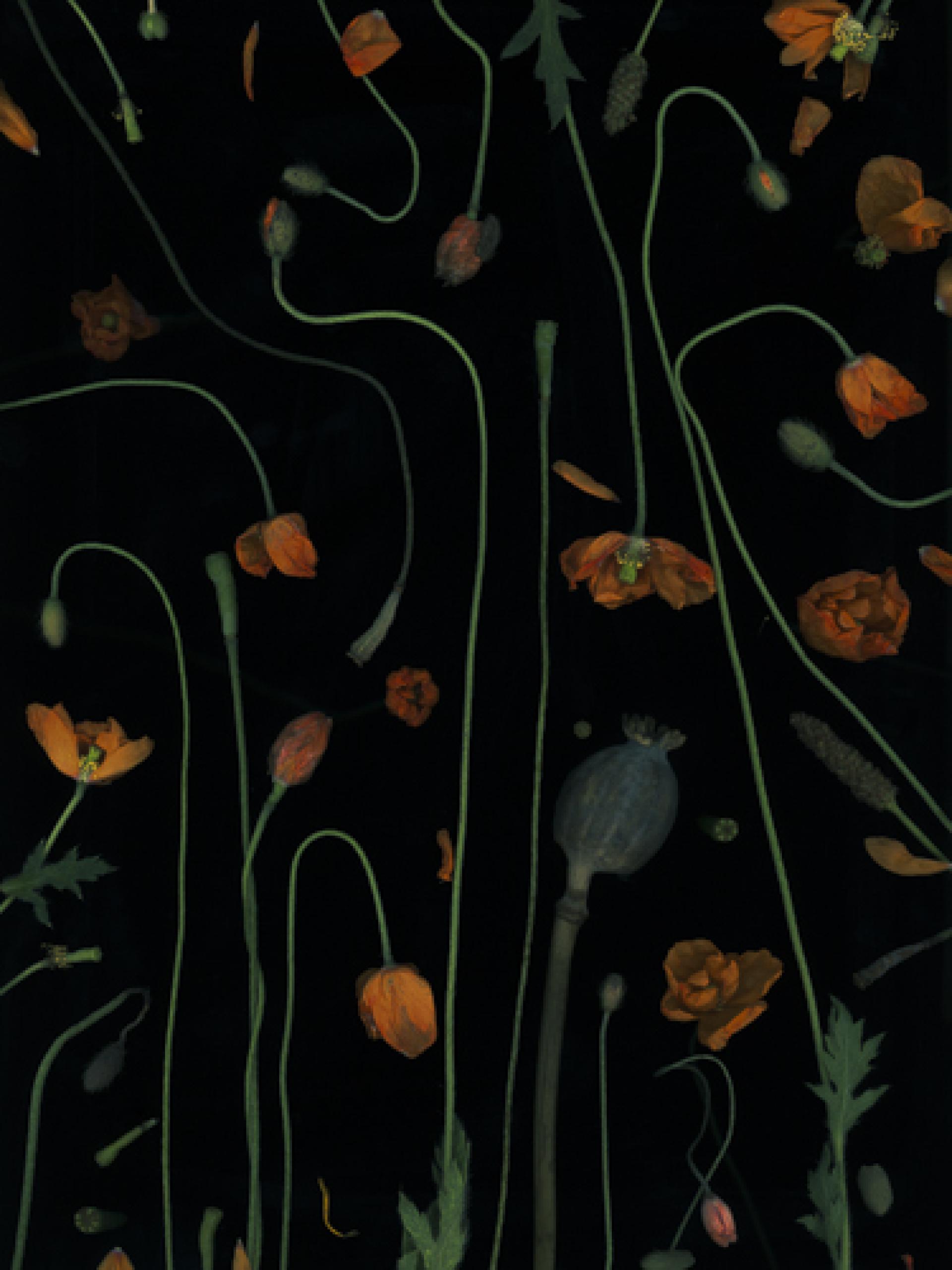 London Photography Awards Winner - Botanica