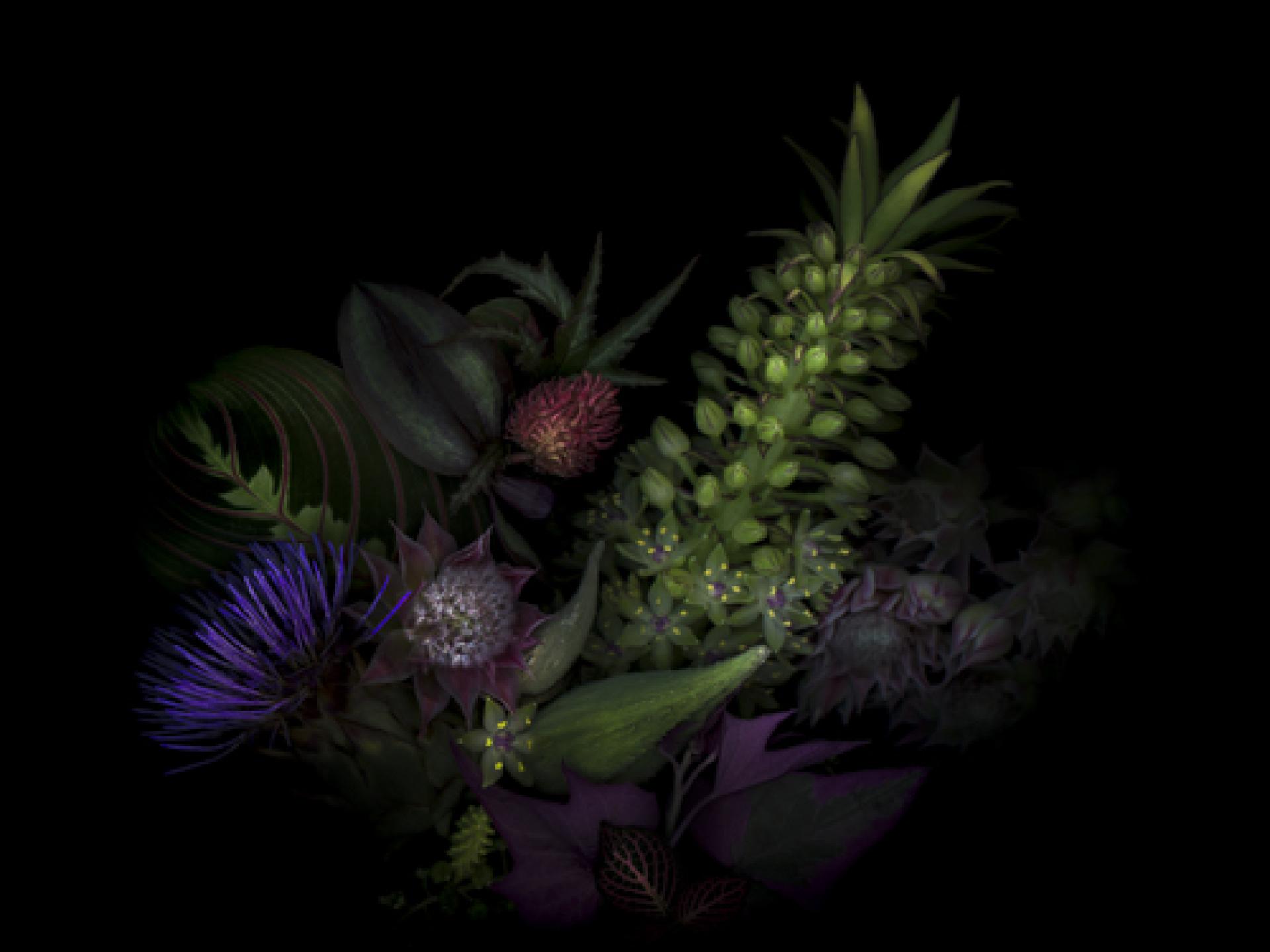 London Photography Awards Winner - Botanica