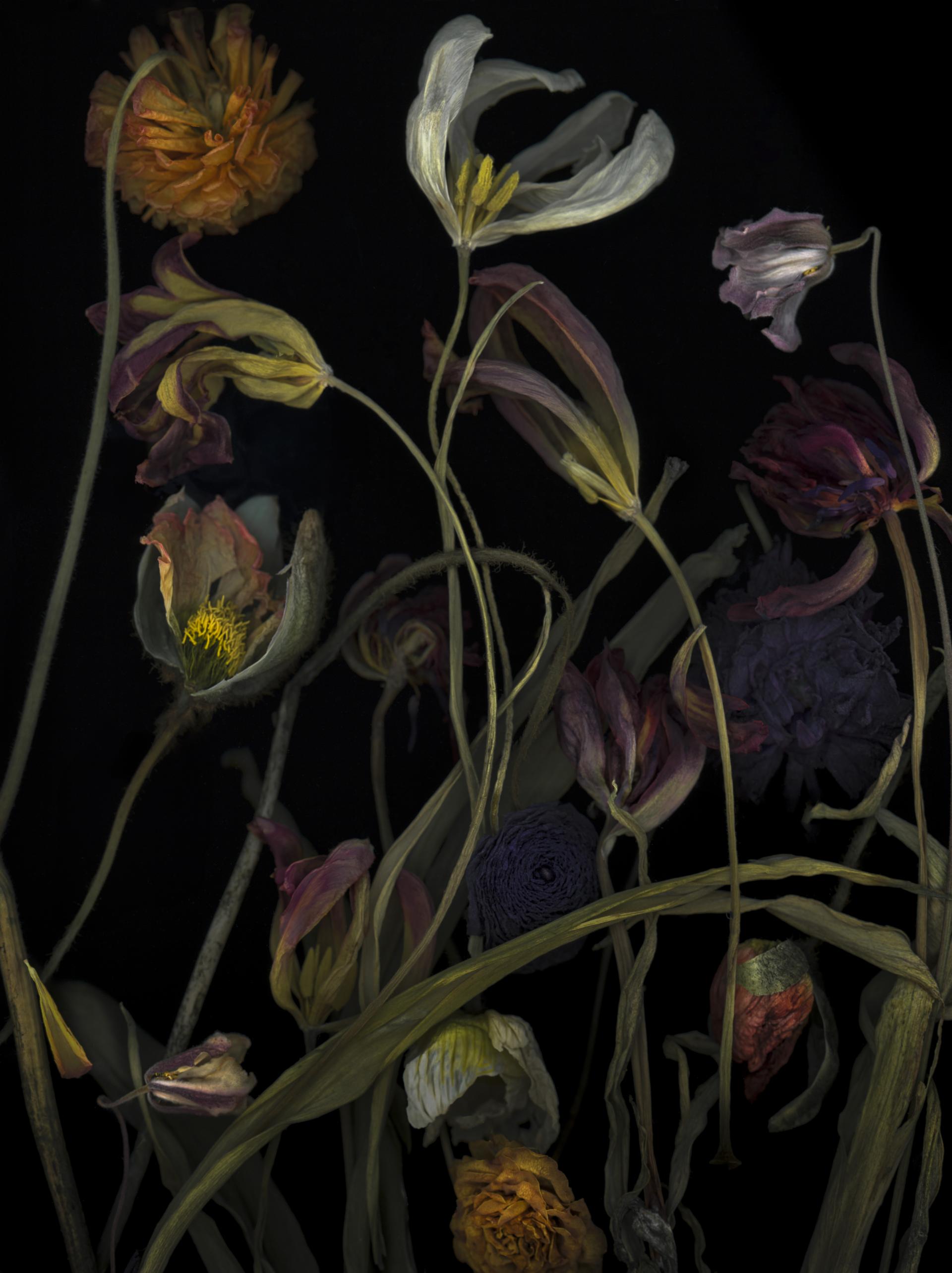 London Photography Awards Winner - Botanica