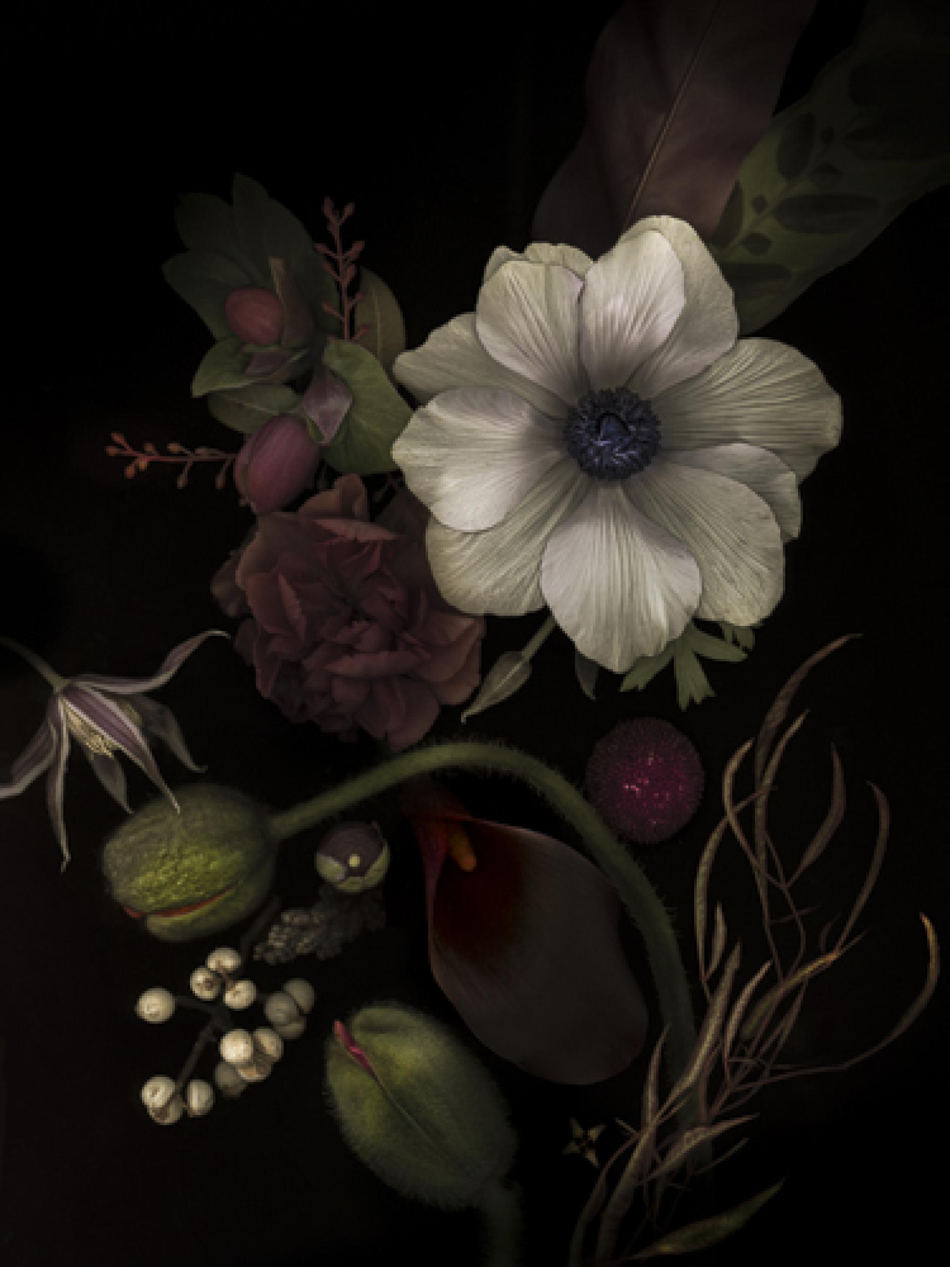 London Photography Awards Winner - Botanica