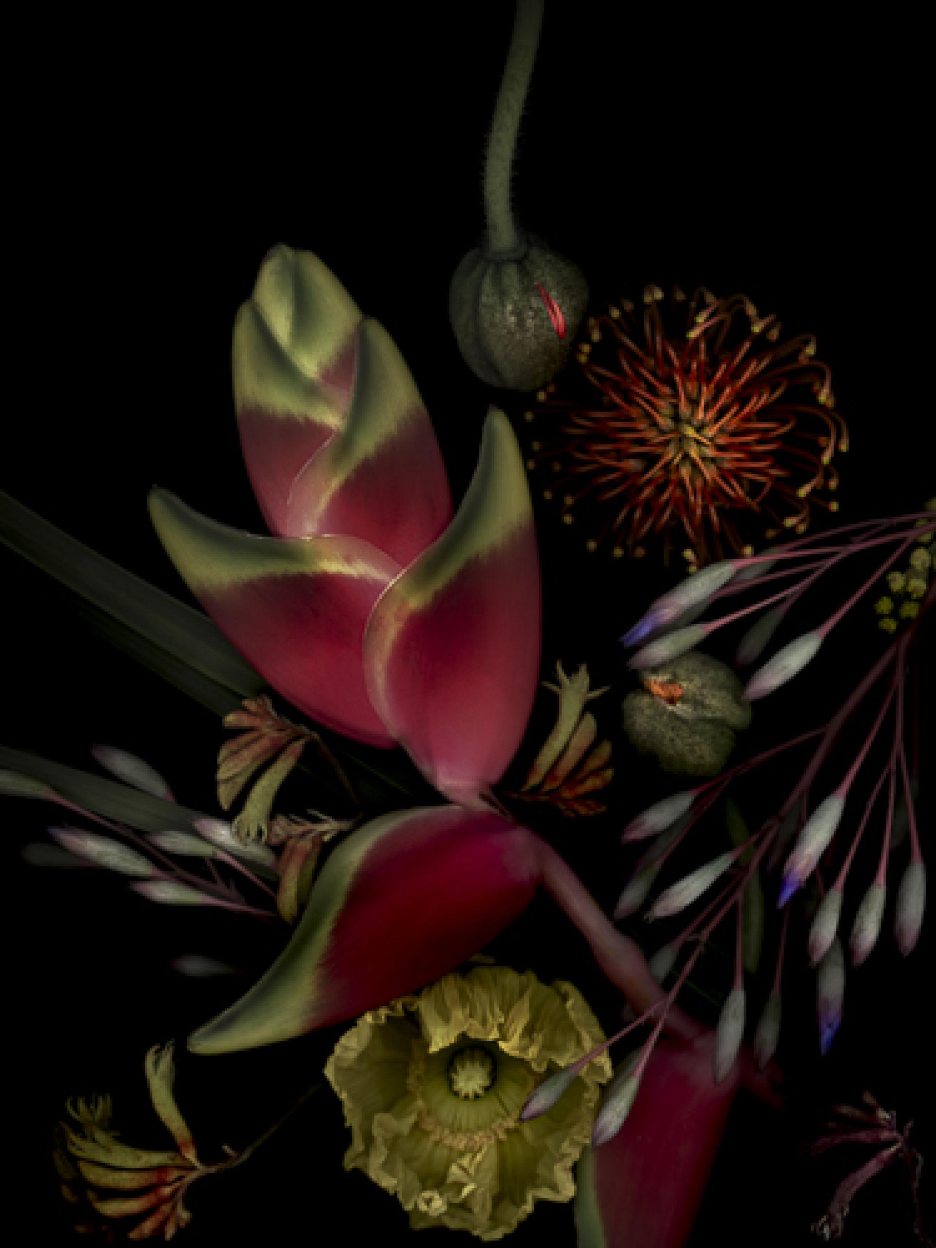 London Photography Awards Winner - Botanica