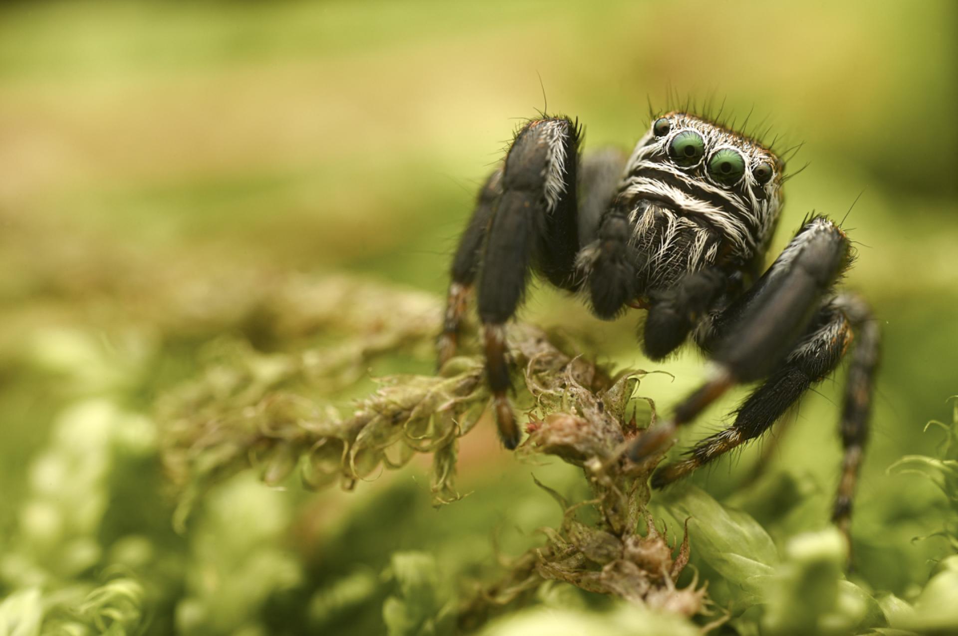 London Photography Awards Winner - Jumping Spider 