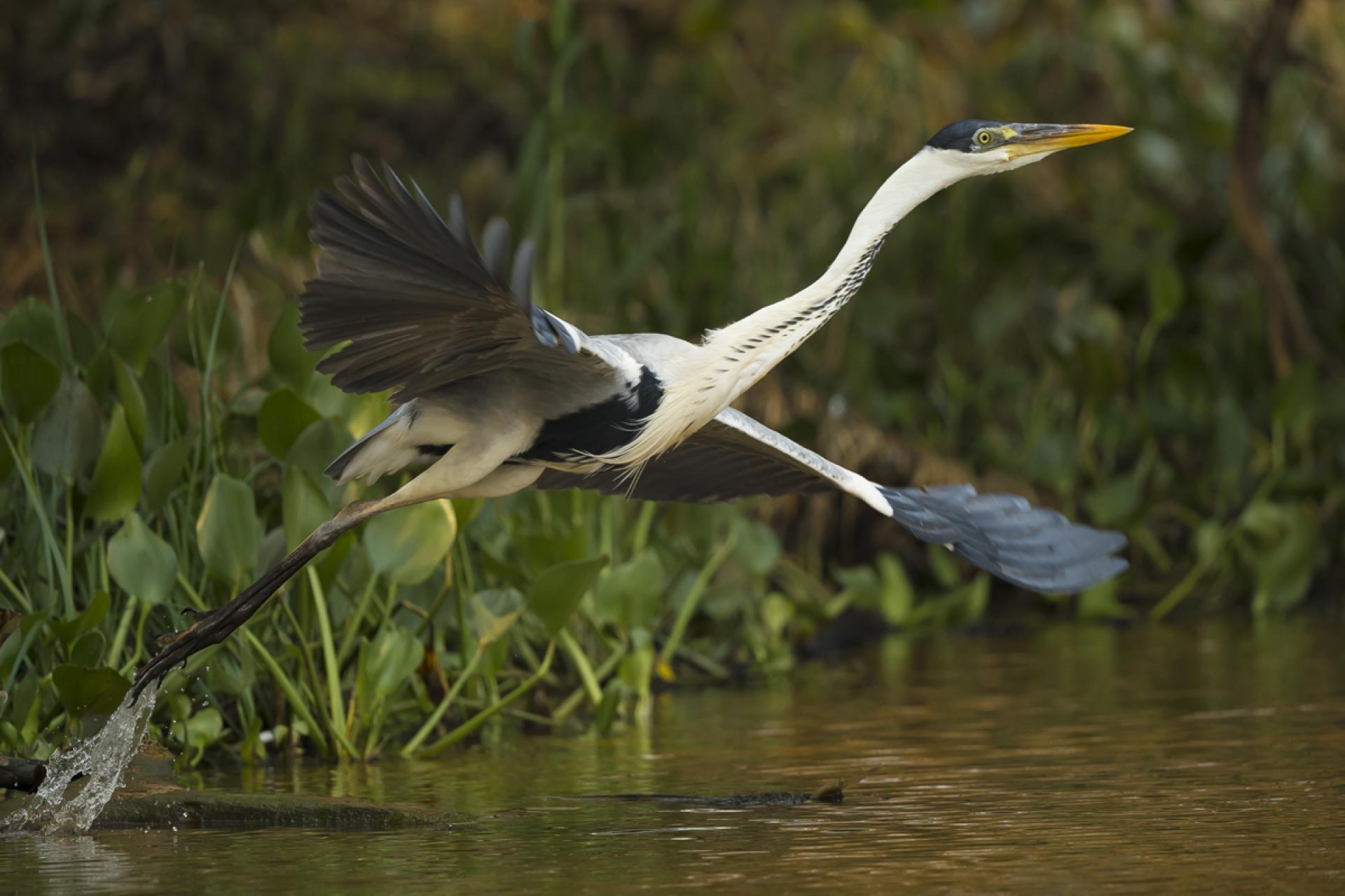 London Photography Awards Winner - Ready for Take Off