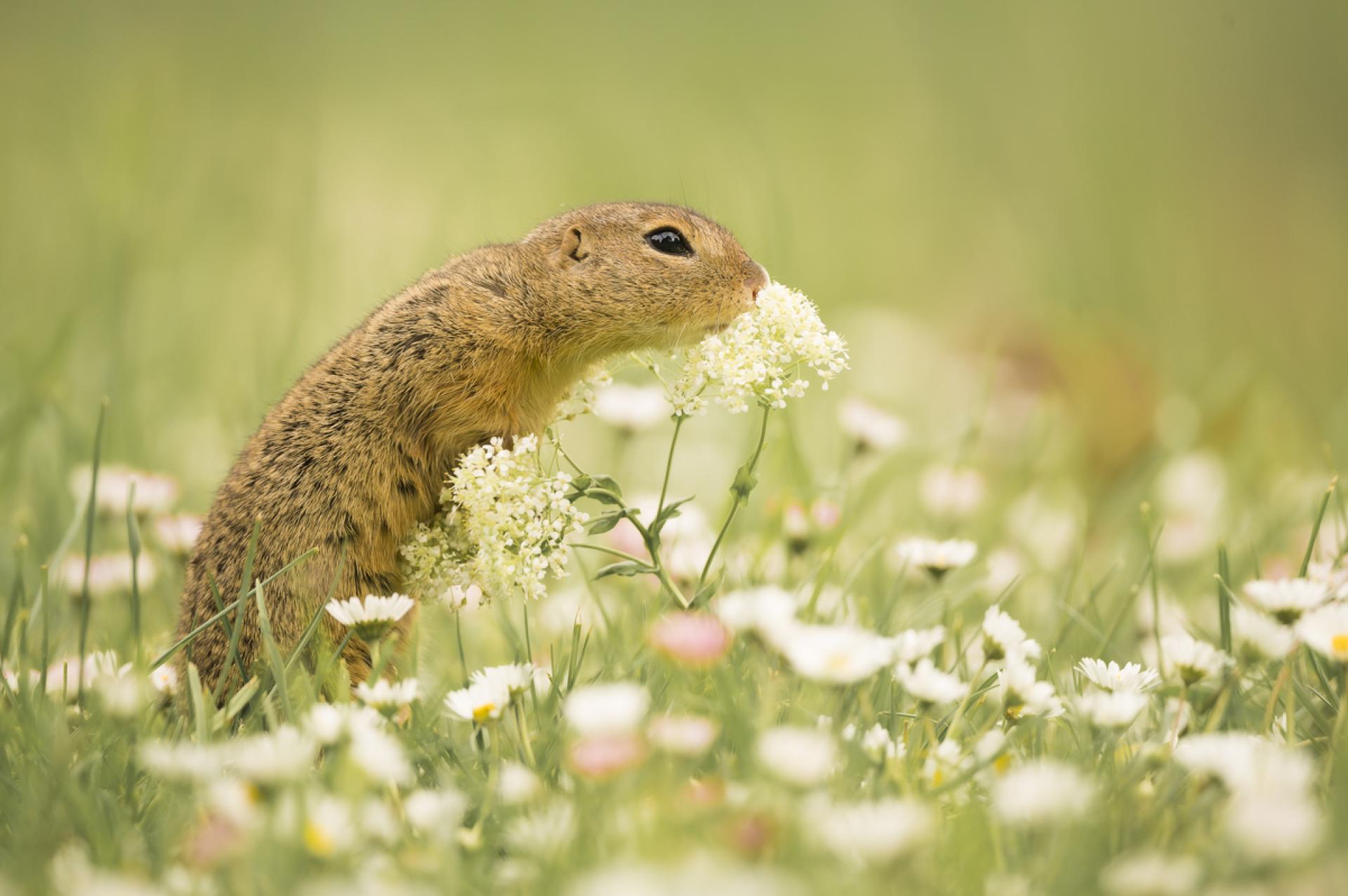 London Photography Awards Winner - The fragrant temptation