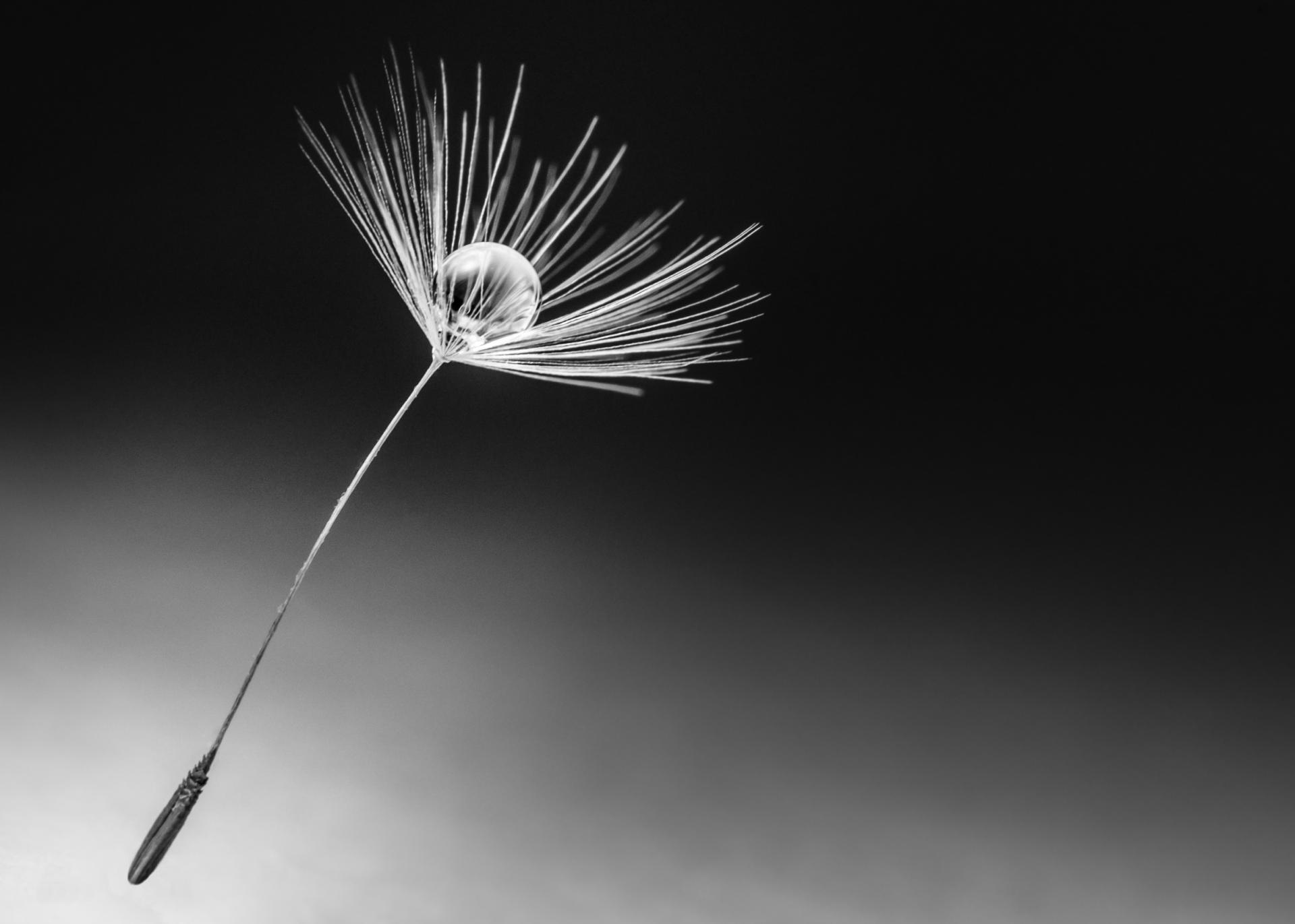 London Photography Awards Winner - Source of Life