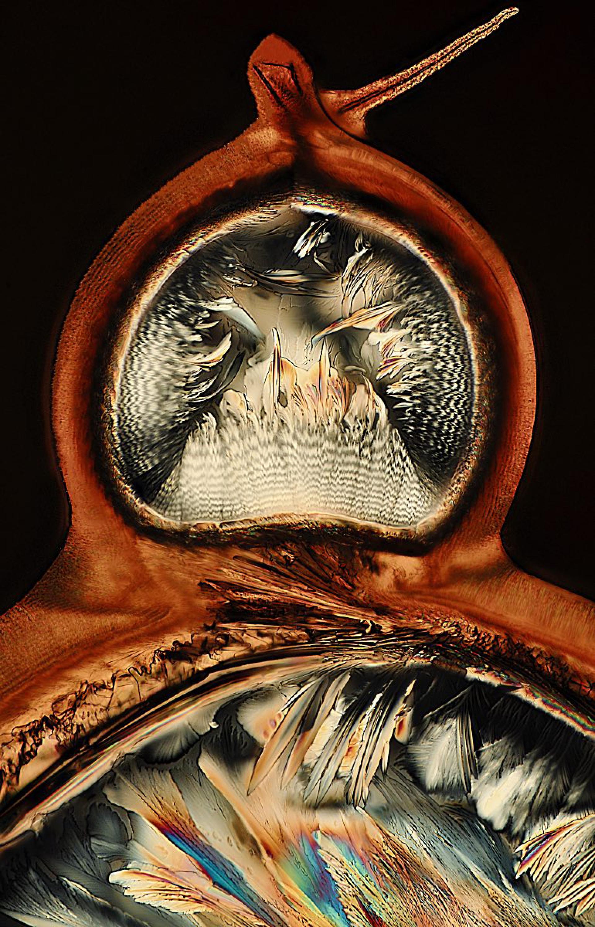 London Photography Awards Winner - Mirror Law: (UN)seen Beauty of Transformation