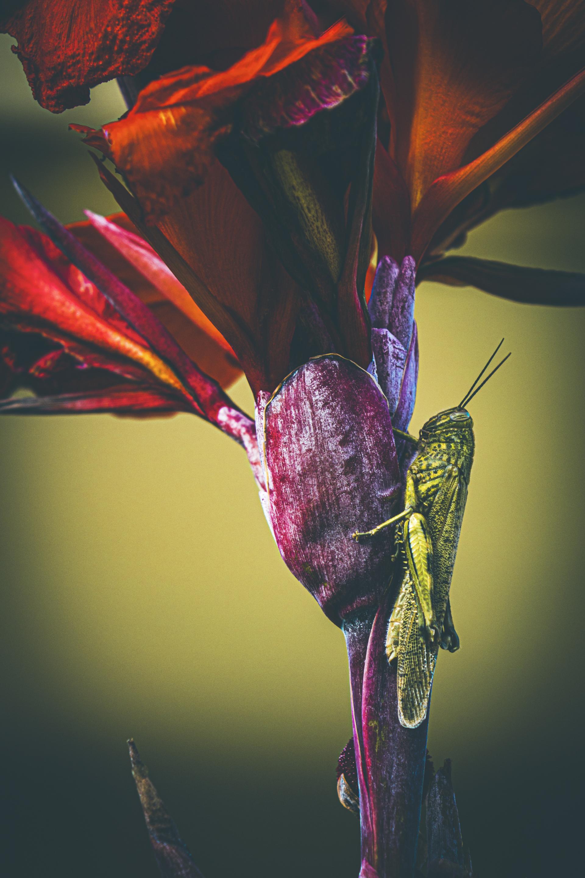 London Photography Awards Winner - Cling