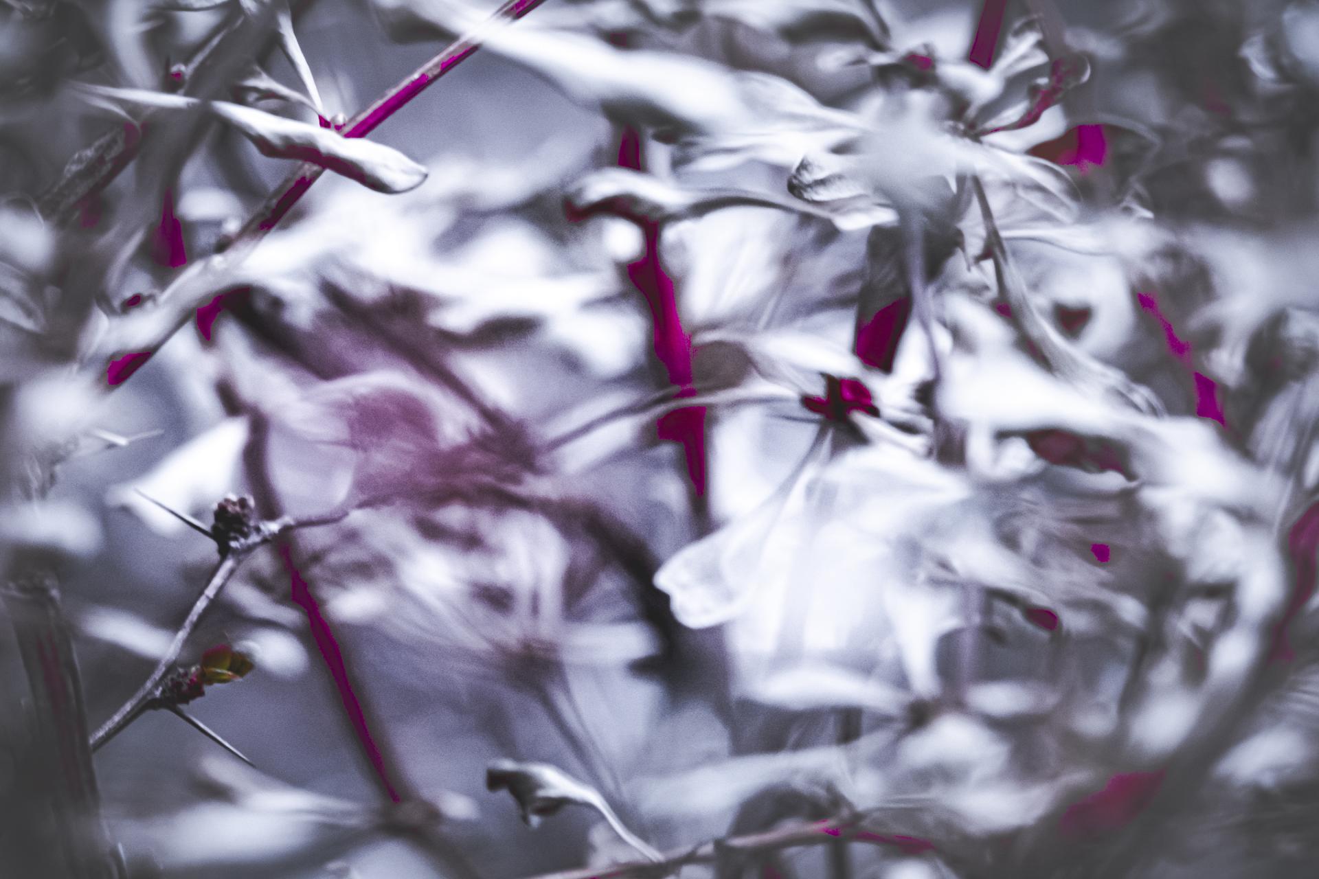 London Photography Awards Winner - Winter Serenade
