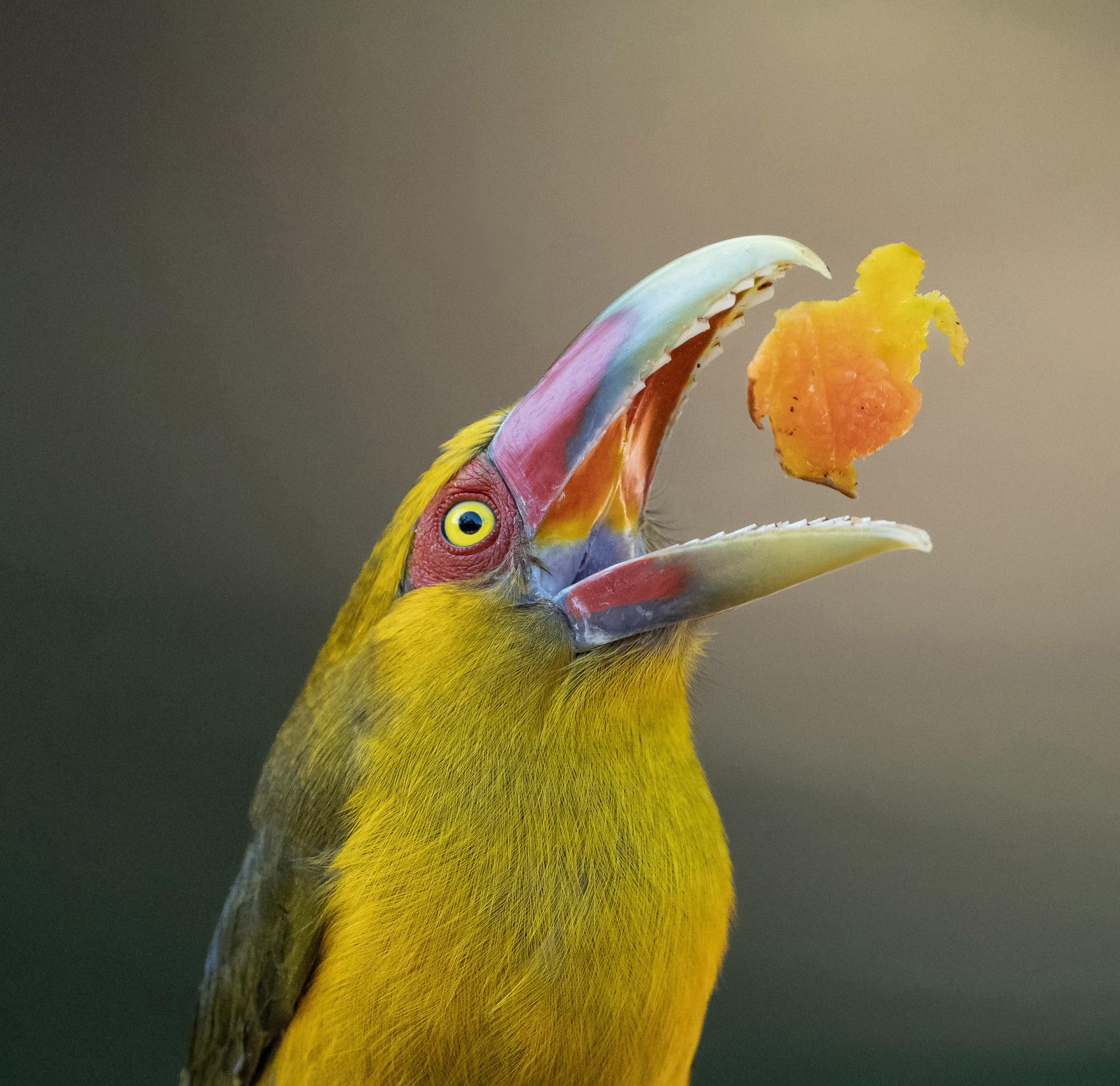 London Photography Awards Winner - Papaya Delight