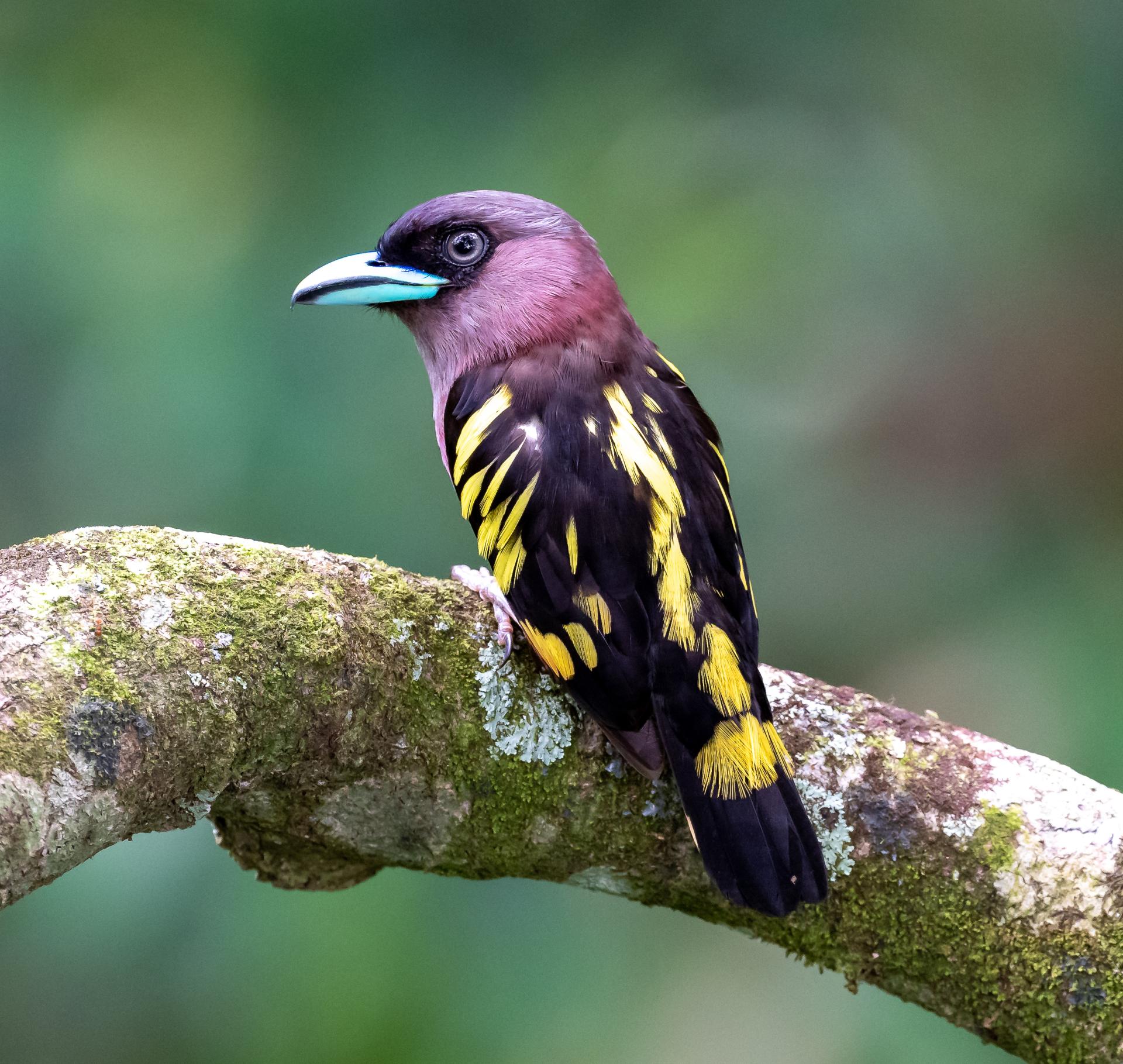London Photography Awards Winner - Fantasy Bird