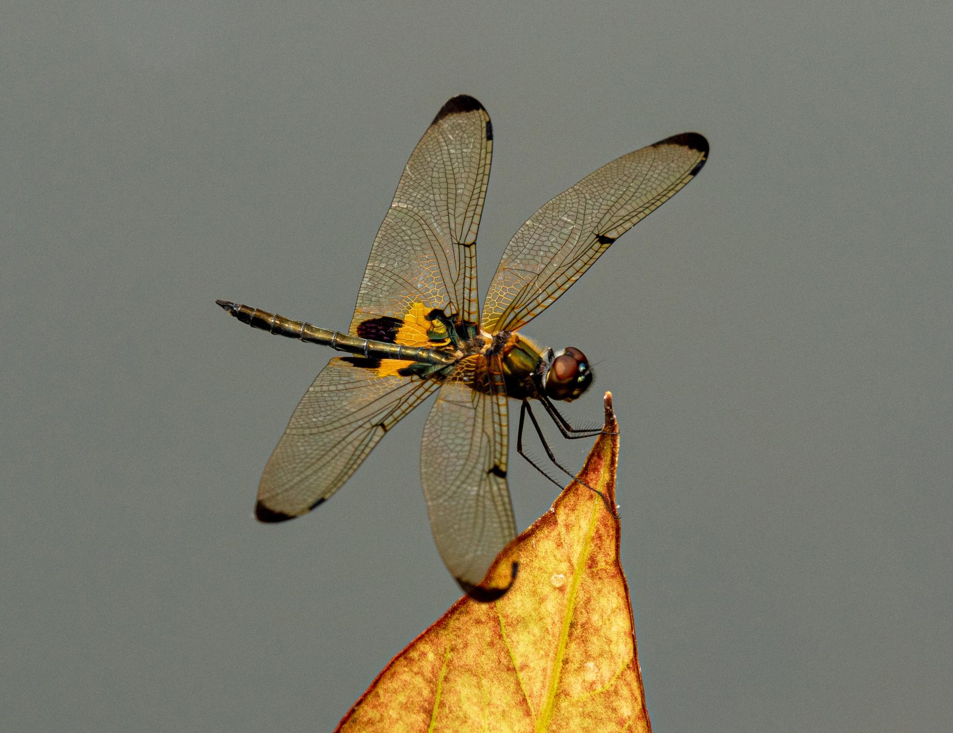 London Photography Awards Winner - Dragonfly in evening sun