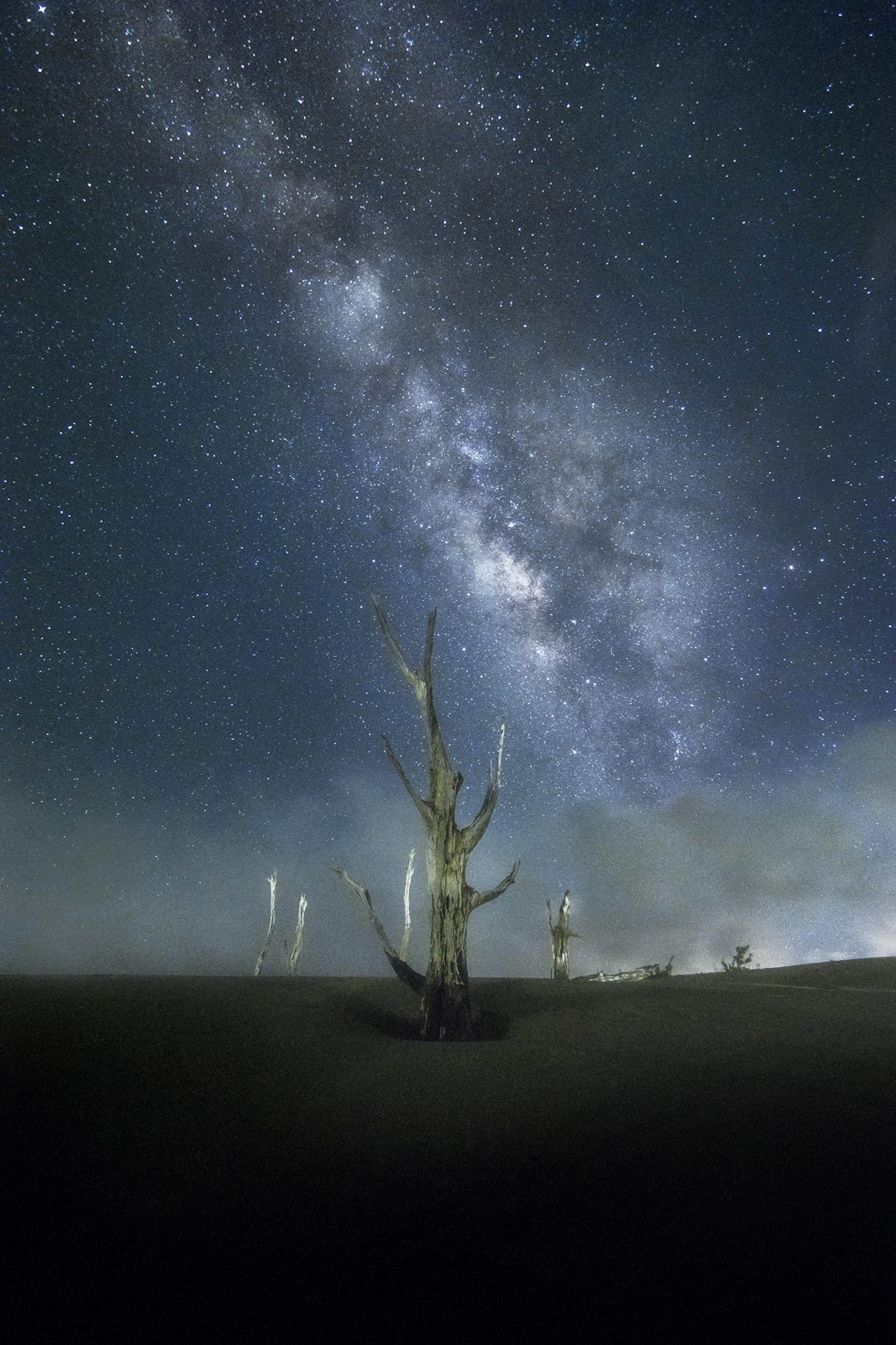 London Photography Awards Winner - Dead Tree Under The Starry Sky