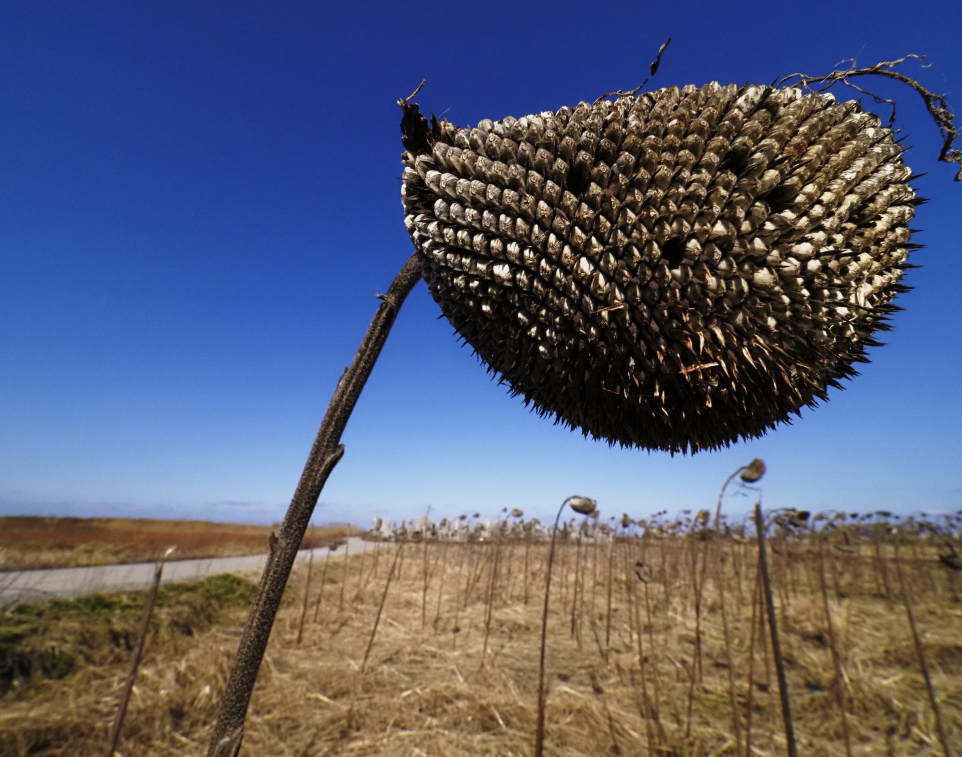 London Photography Awards Winner - Sunflowers in the Corona Disaster Period
