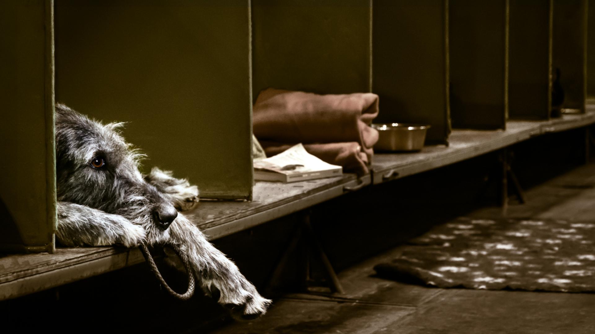 London Photography Awards Winner - Irish Wolfhound at Rest