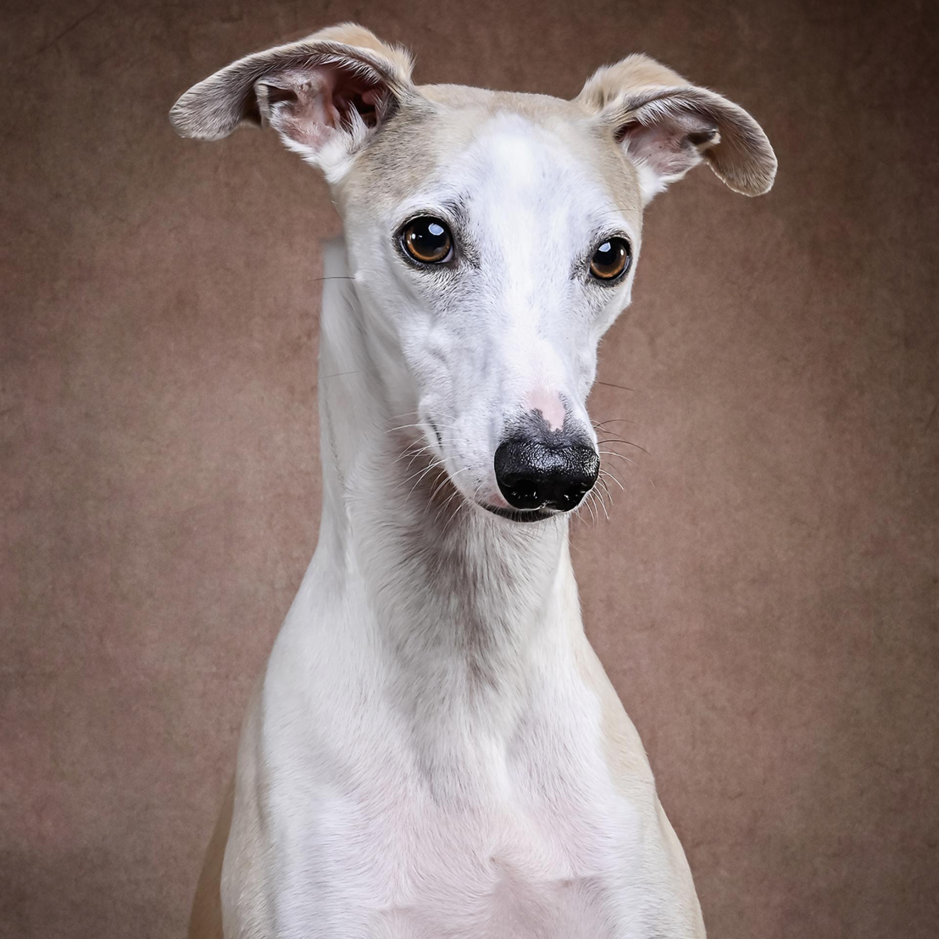 London Photography Awards Winner - Handsome Roo