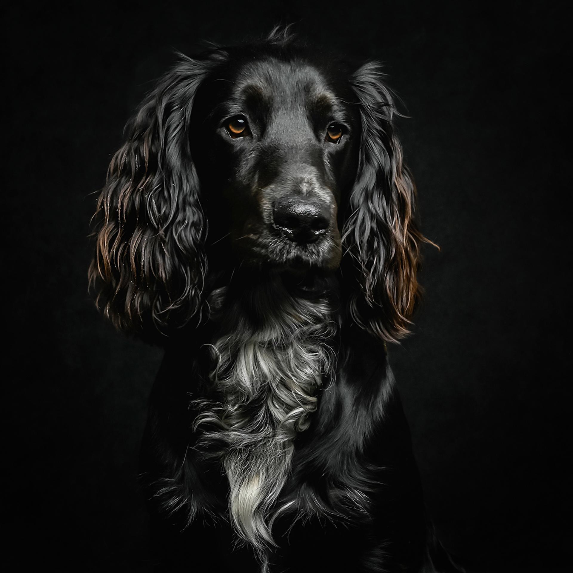 London Photography Awards Winner - Sprocket