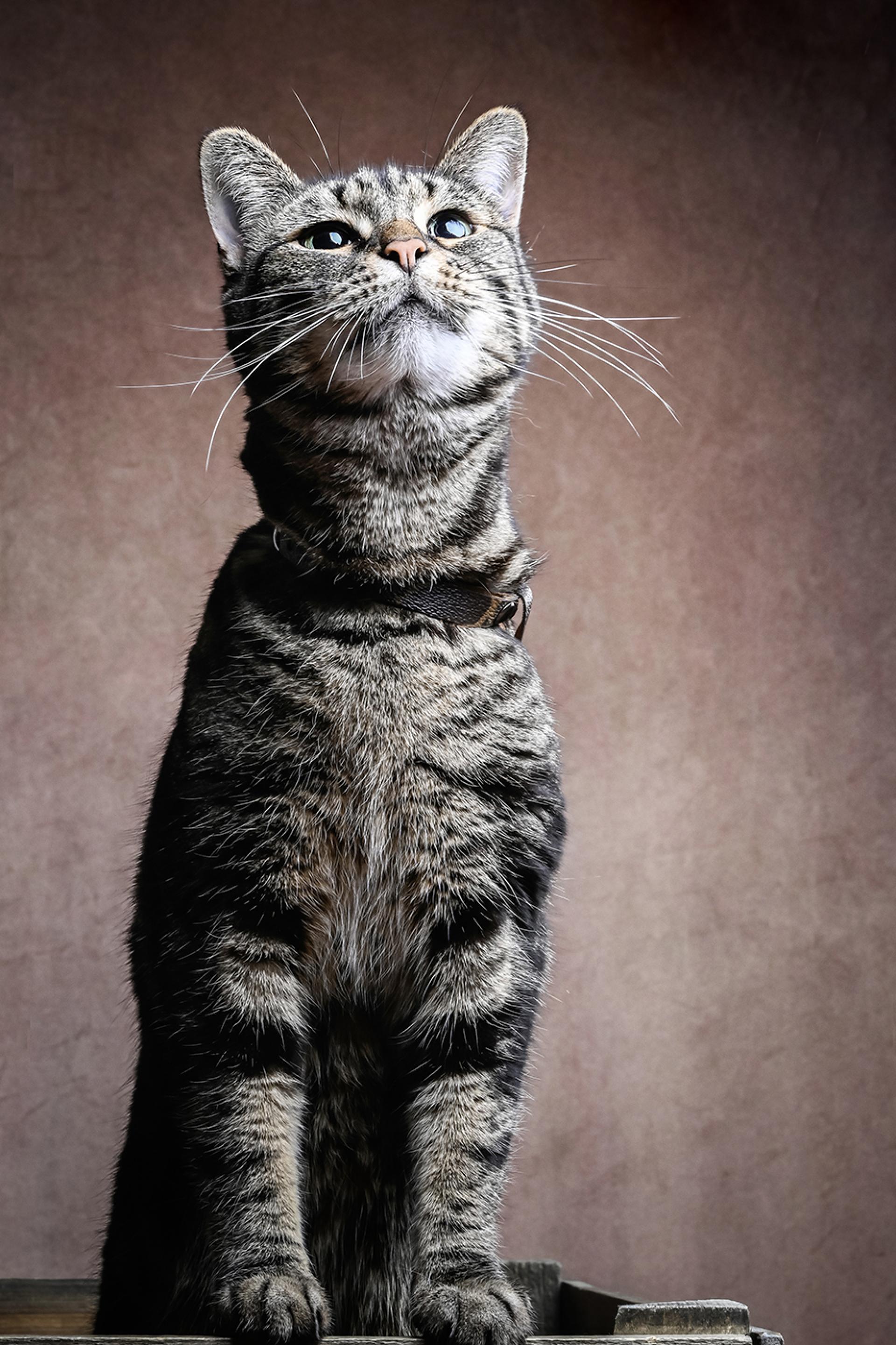 London Photography Awards Winner - Sweet Lola