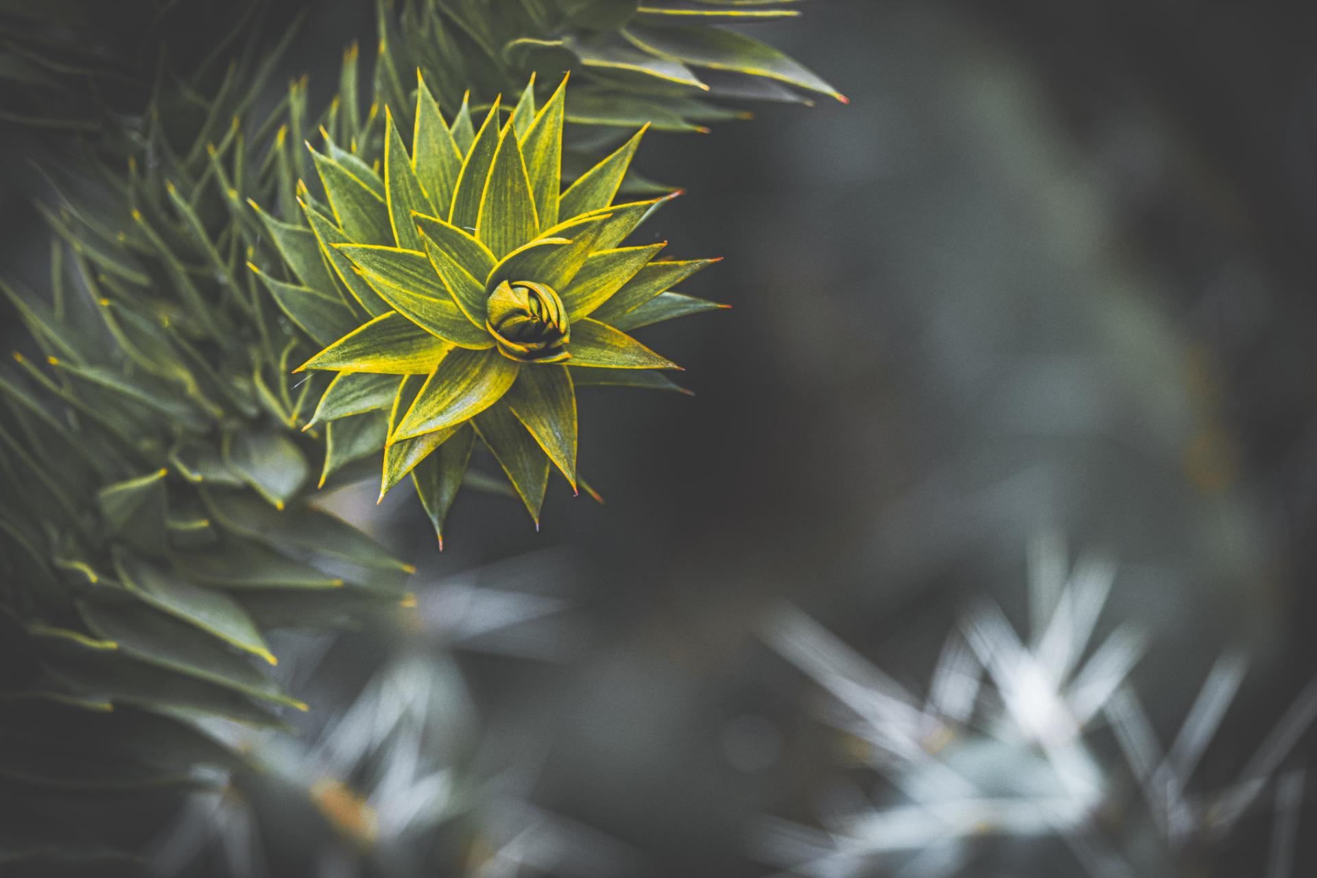 London Photography Awards Winner - Growth