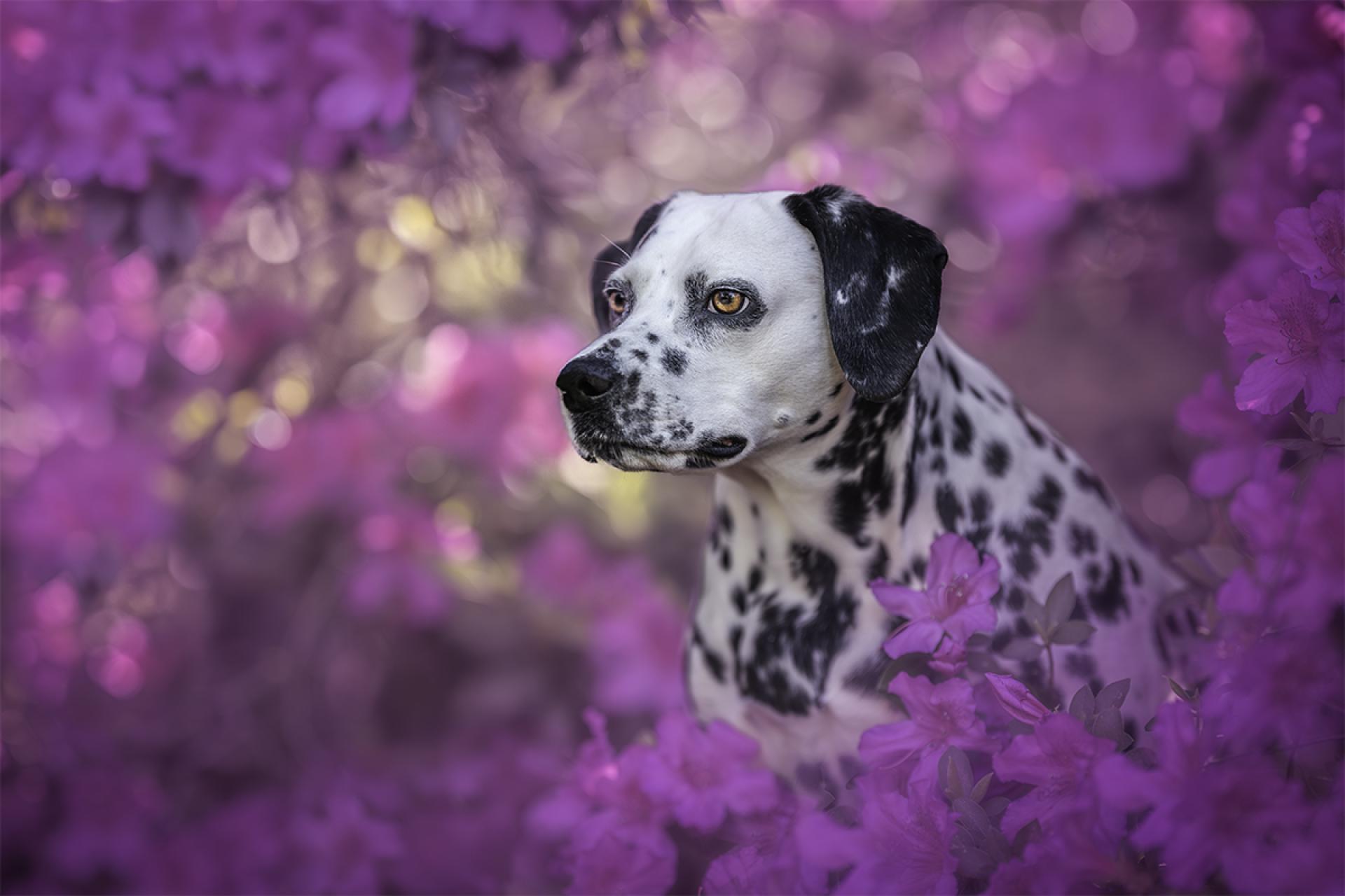 London Photography Awards Winner - Petunia in Bloom