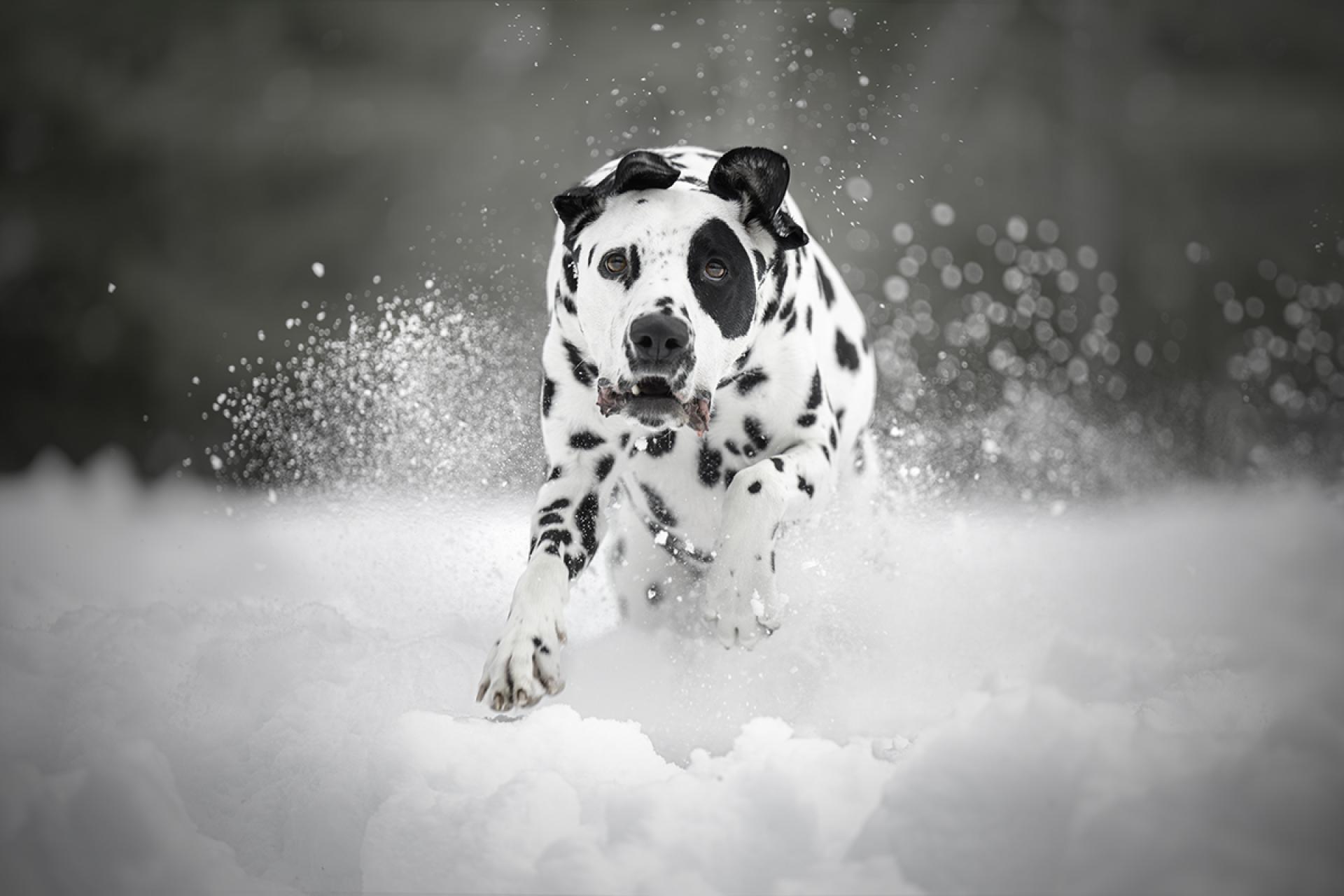 London Photography Awards Winner - SnowBound Sprint