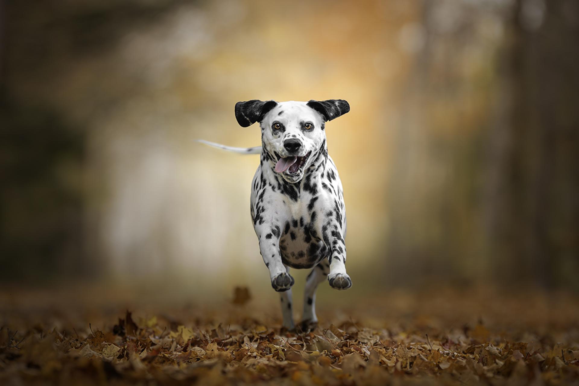 London Photography Awards Winner - Leaf Dash Delight