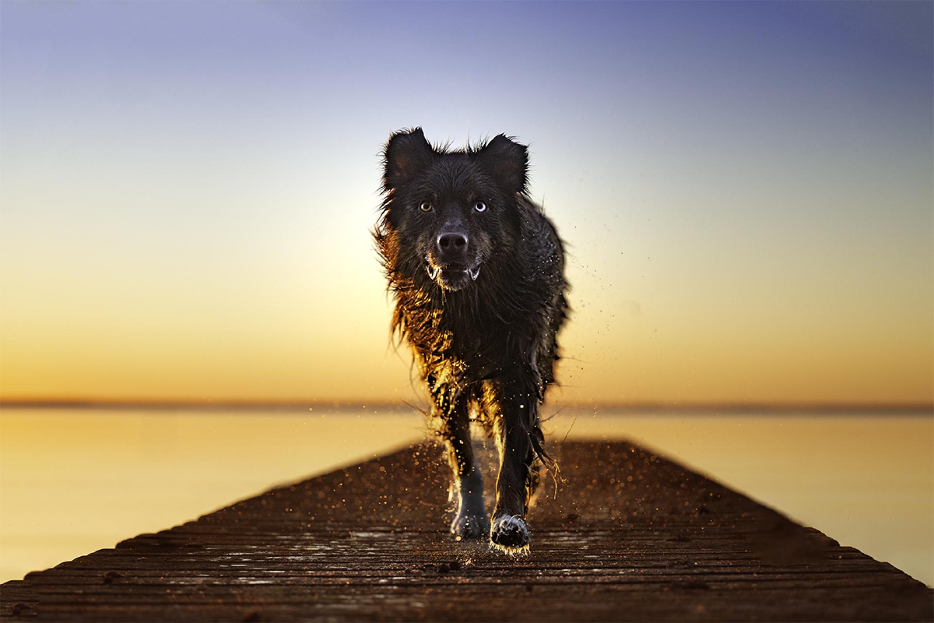 London Photography Awards Winner - The last light, the best light